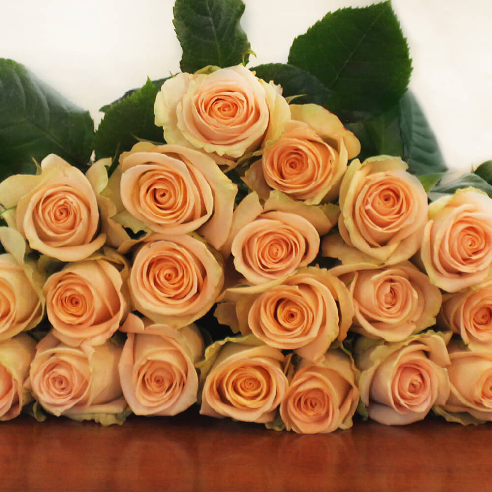 Altamira Roses