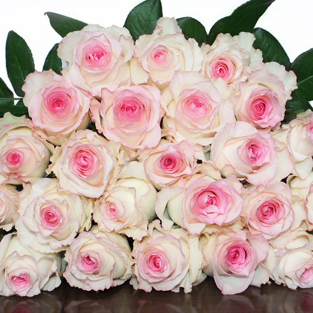 Rose Pink Mandala - Standard Rose - Roses - Flowers by category