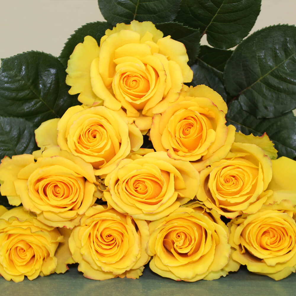 Golden Glory