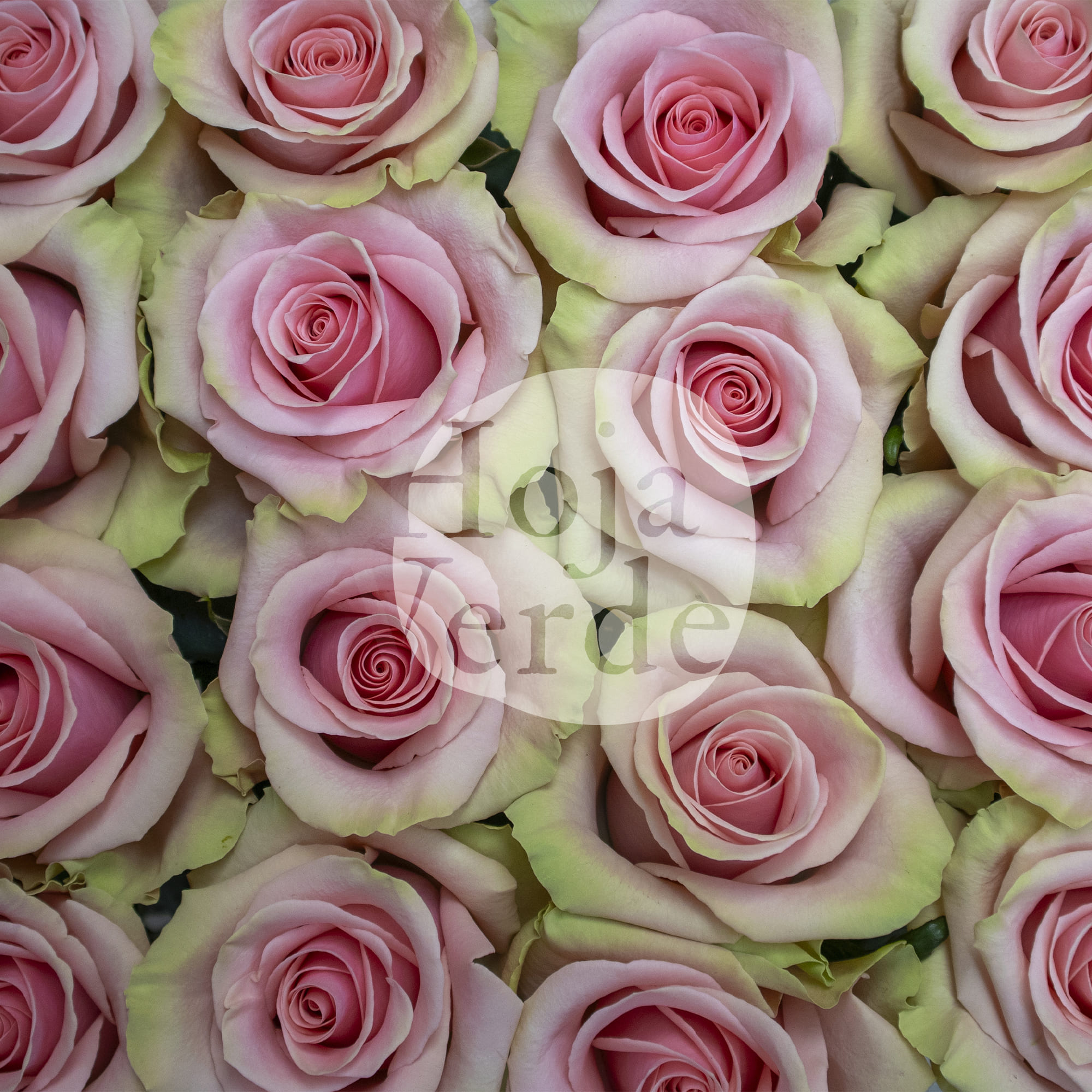 Absolut in Pink rose with soft pink petals and mint green undertones, by Hoja Verde Ecuador