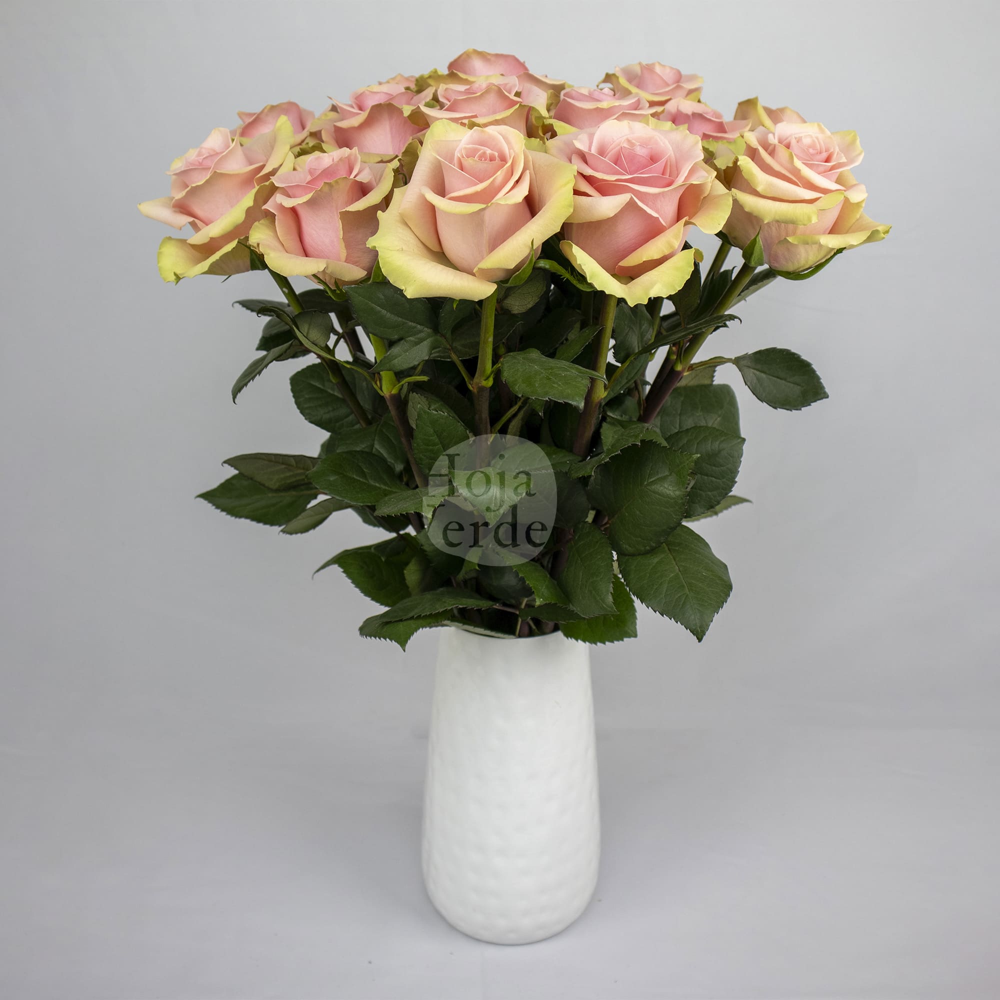 Absolut in Pink rose with soft pink petals and mint green undertones, by Hoja Verde Ecuador