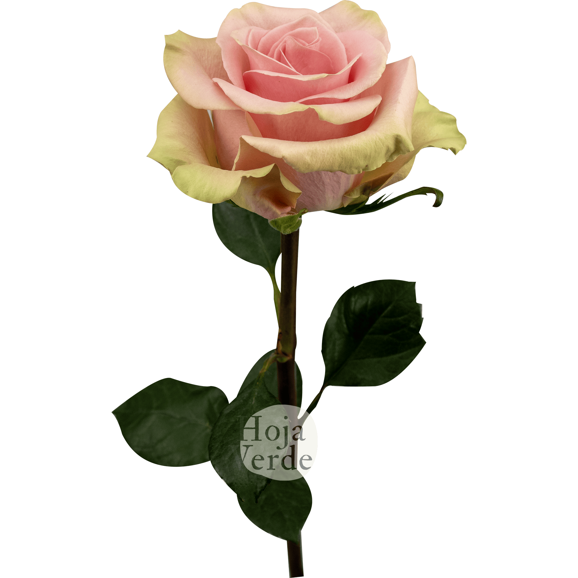 Absolut in Pink rose with soft pink petals and mint green undertones, by Hoja Verde Ecuador