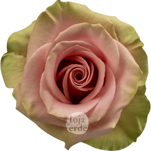 Absolut in Pink rose with soft pink petals and mint green undertones, by Hoja Verde Ecuador