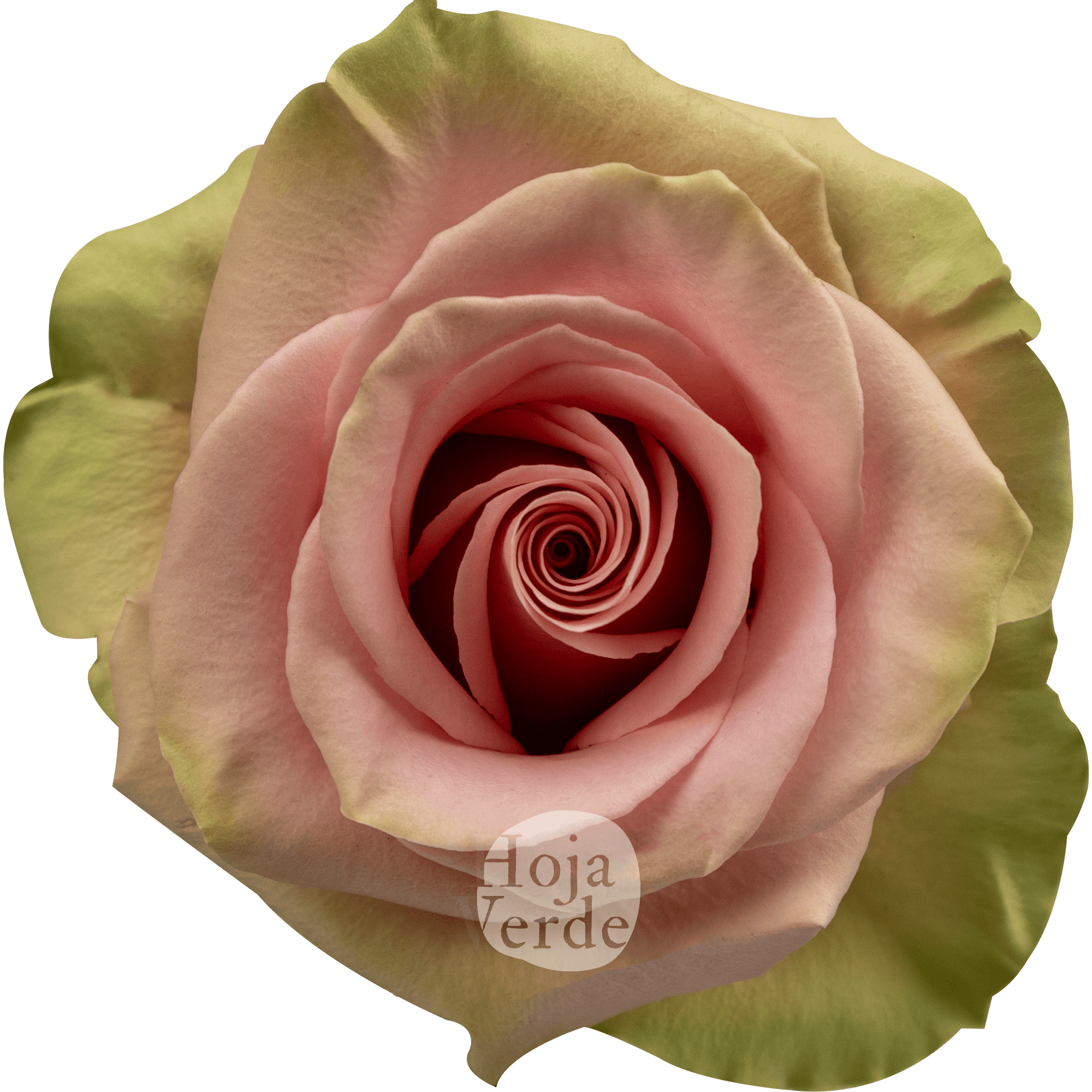 Absolut in Pink rose with soft pink petals and mint green undertones, by Hoja Verde Ecuador