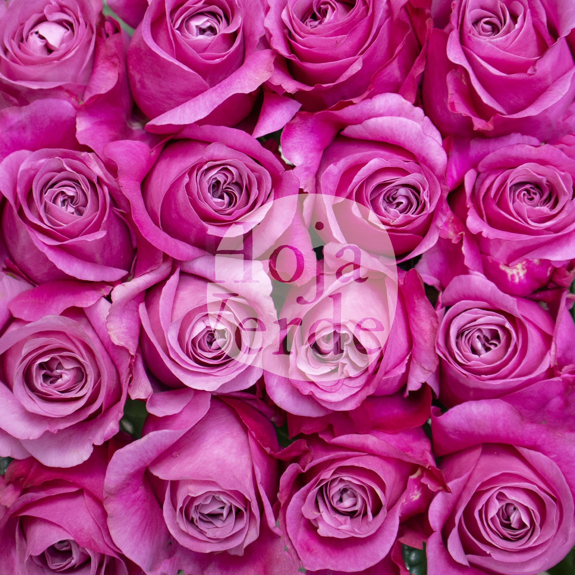 All For Love - Ecuadorian rose with soft pink and mauve petals from Hoja Verde Ecuador