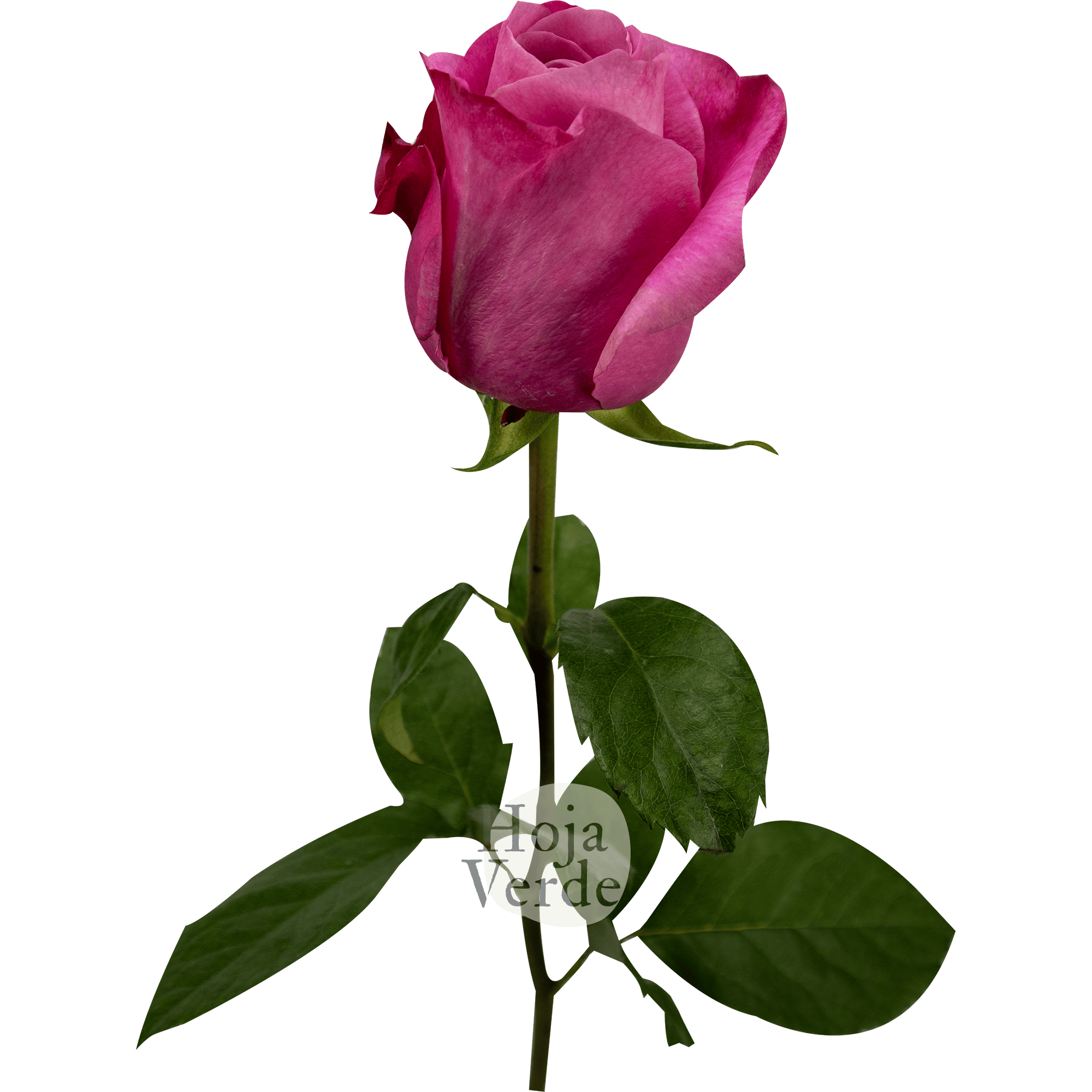 All For Love - Ecuadorian rose with soft pink and mauve petals from Hoja Verde Ecuador