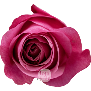 All For Love - Ecuadorian rose with soft pink and mauve petals from Hoja Verde Ecuador