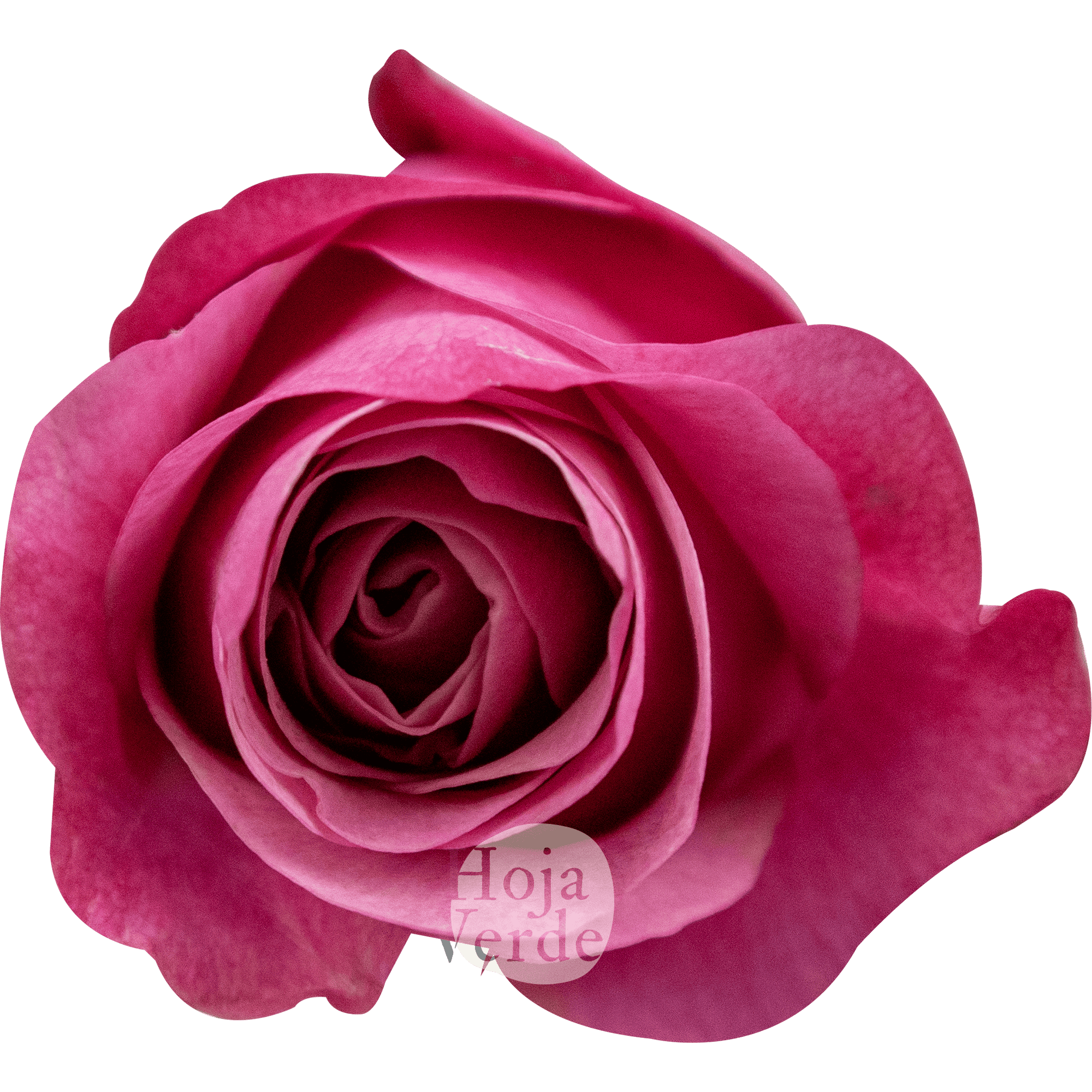 All For Love - Ecuadorian rose with soft pink and mauve petals from Hoja Verde Ecuador