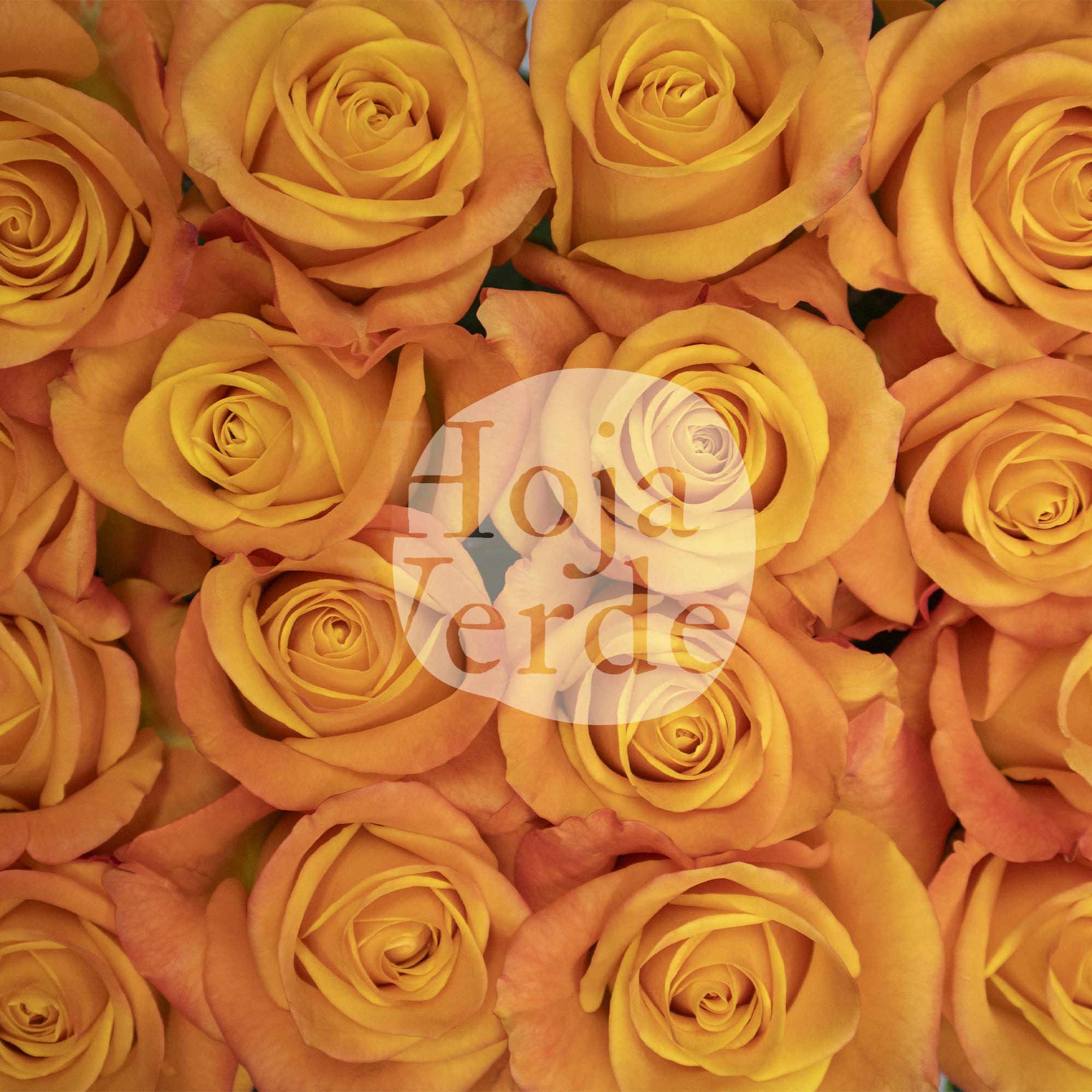 Aloha rose by Hoja Verde Roses Ecuador with vibrant ginger and orange hues