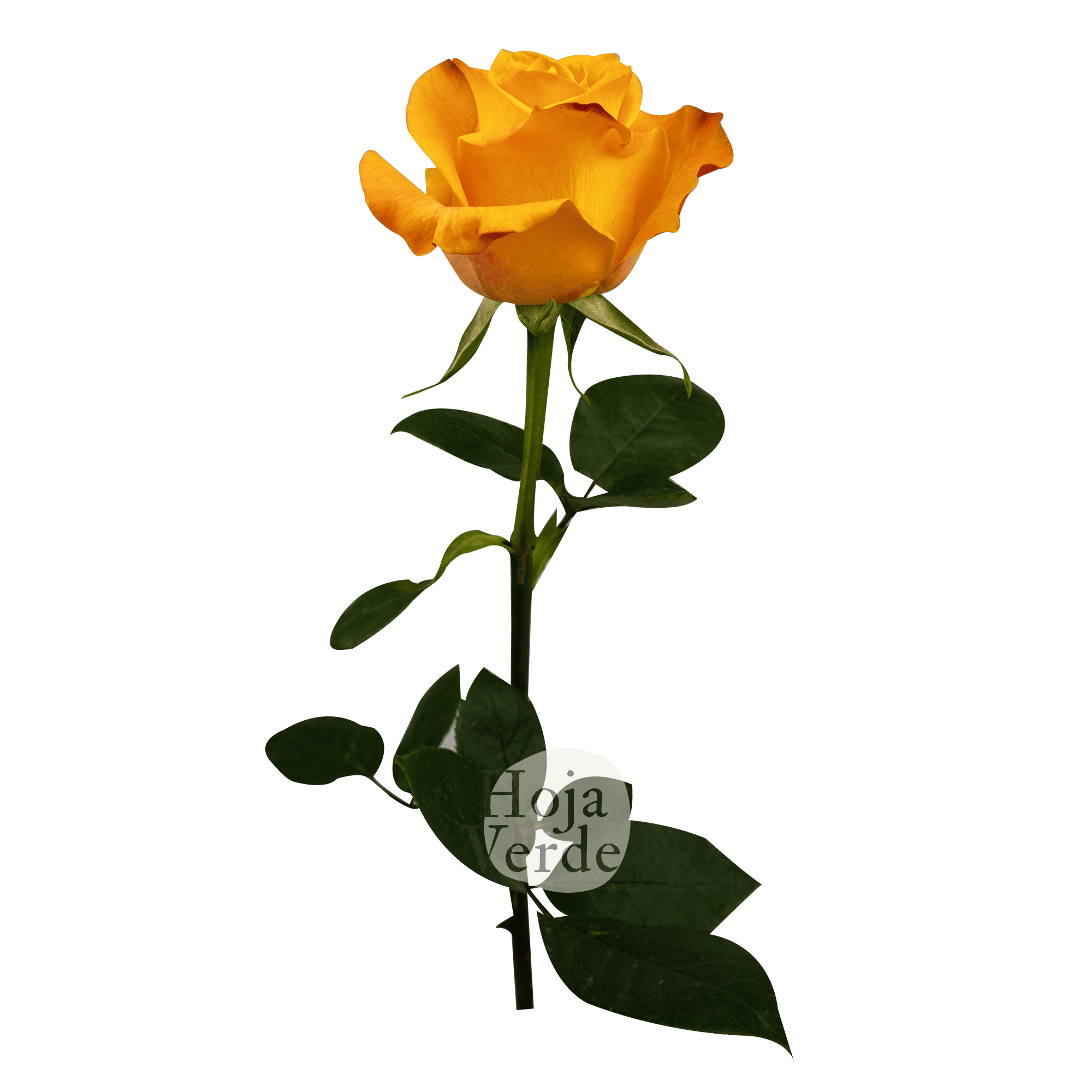 Aloha rose by Hoja Verde Roses Ecuador with vibrant ginger and orange hues