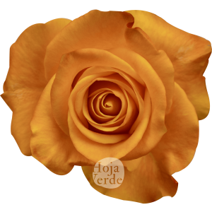 Aloha rose by Hoja Verde Roses Ecuador with vibrant ginger and orange hues