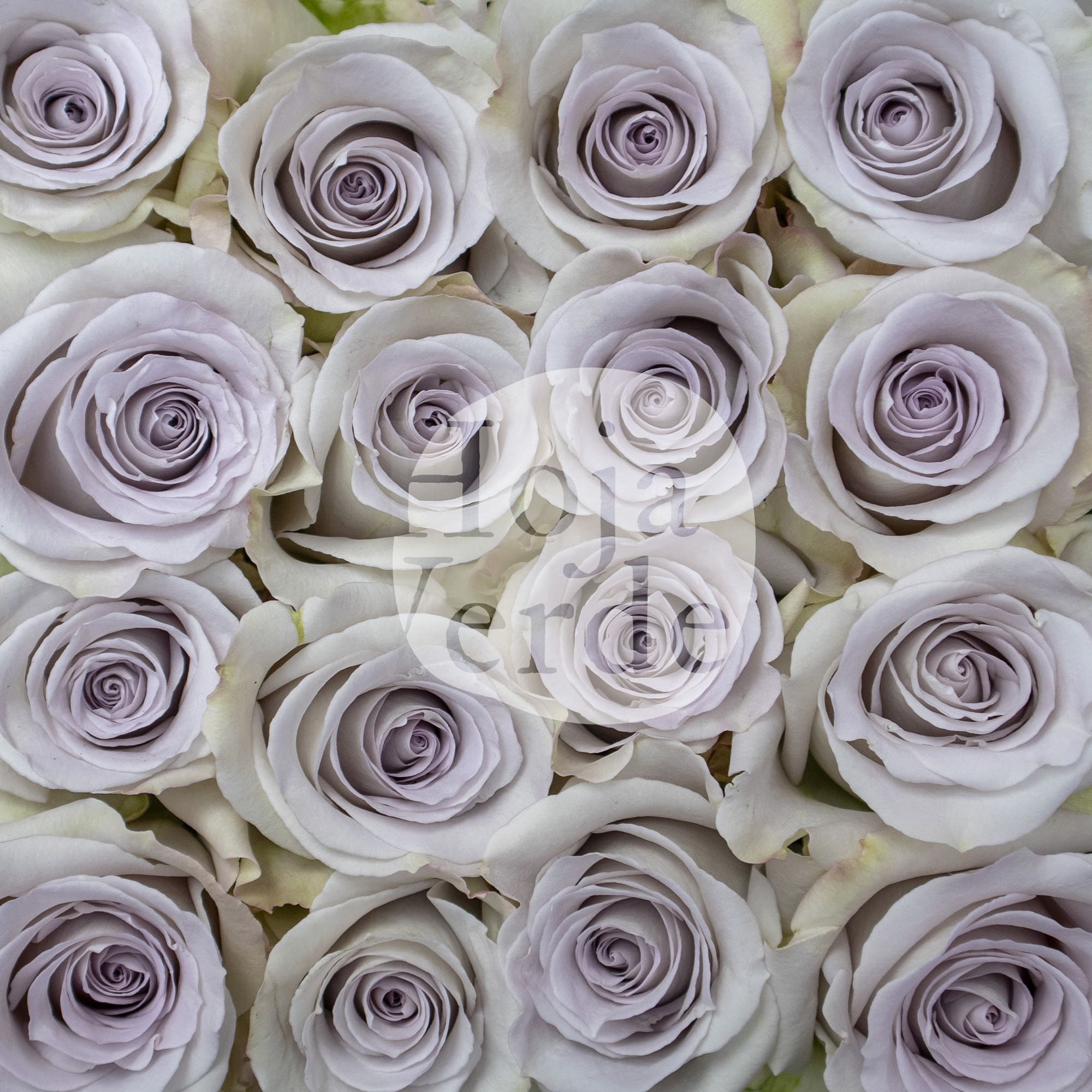 Andrea rose from Hoja Verde, soft lavender Ecuadorian rose with grey undertone