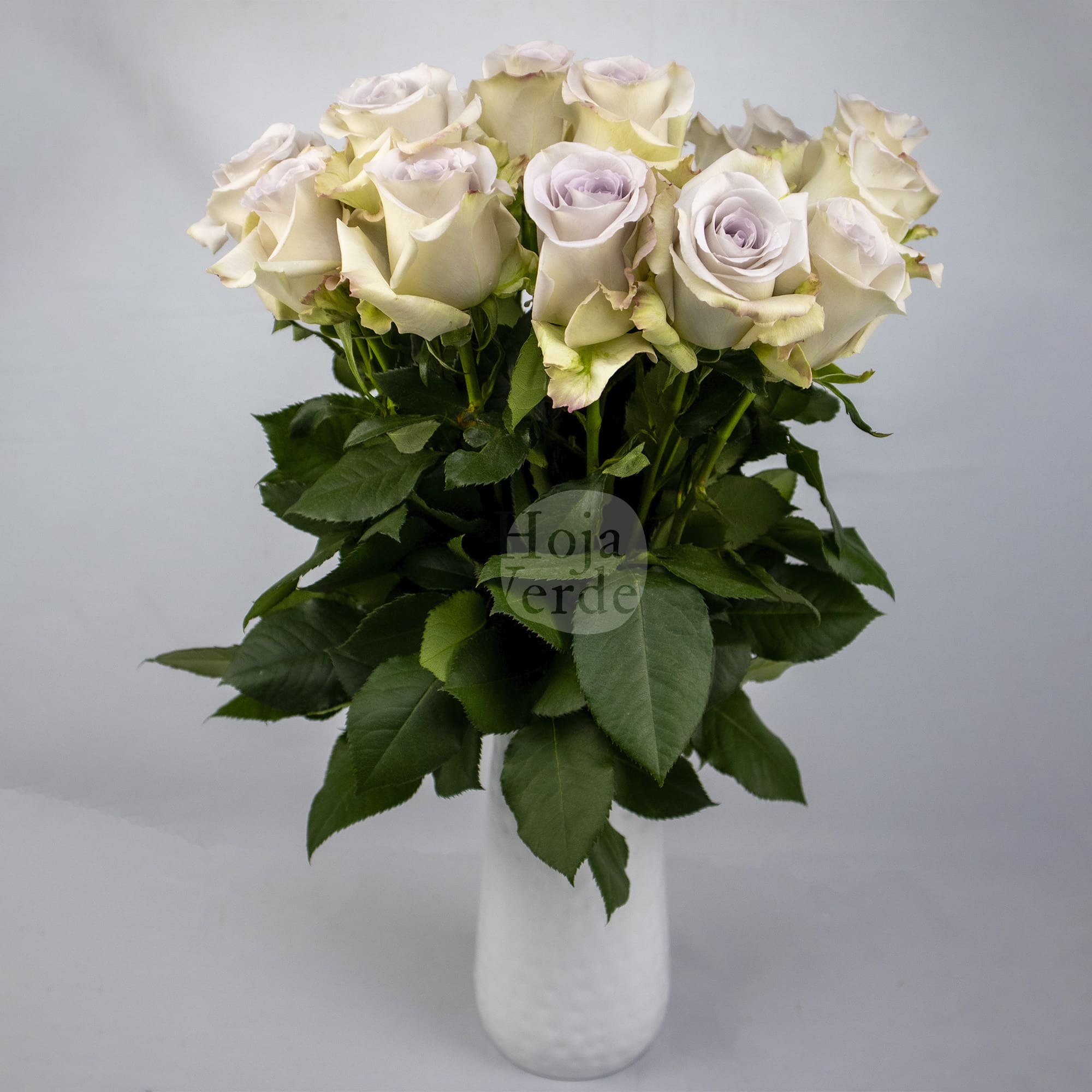Andrea rose from Hoja Verde, soft lavender Ecuadorian rose with grey undertone