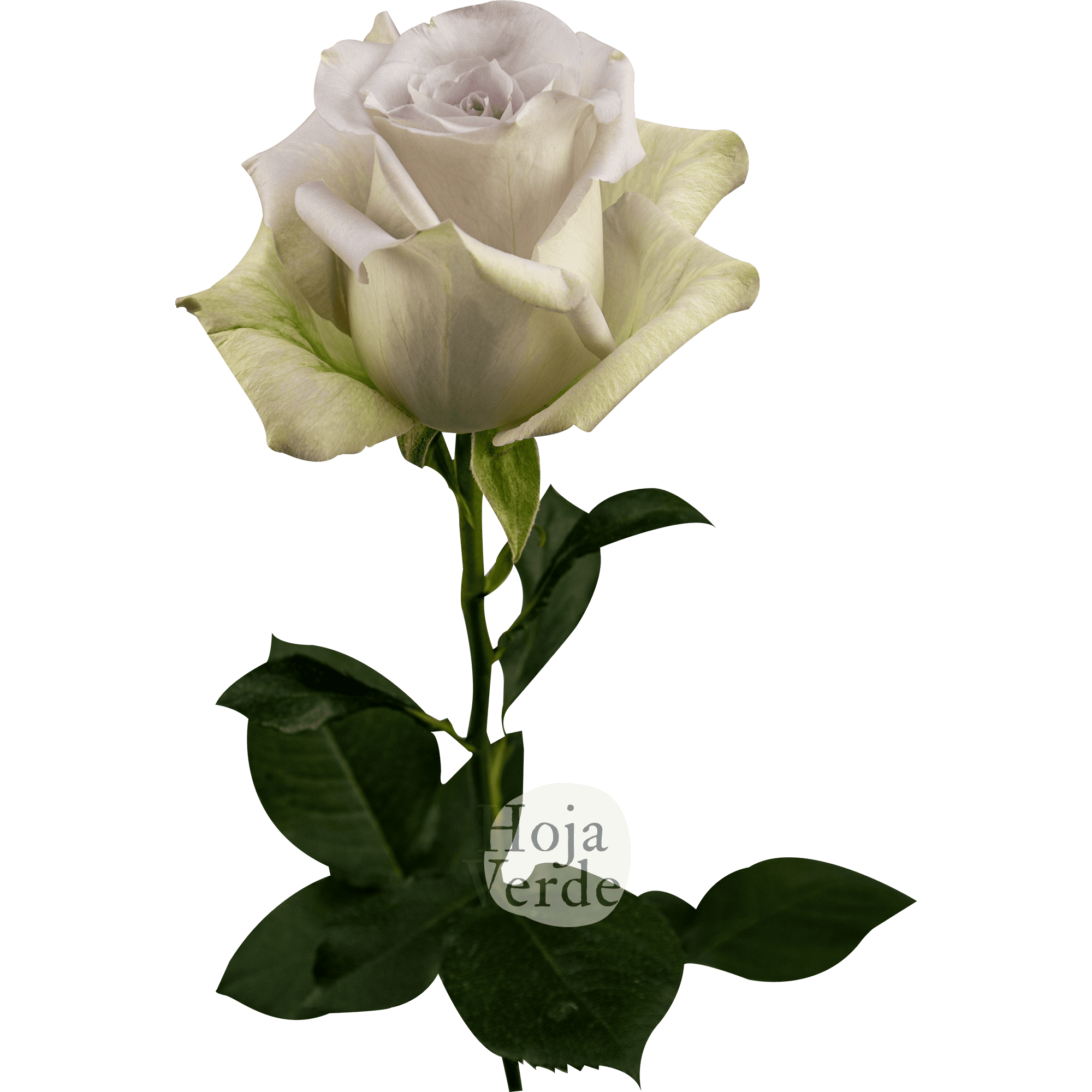 Andrea rose from Hoja Verde, soft lavender Ecuadorian rose with grey undertone
