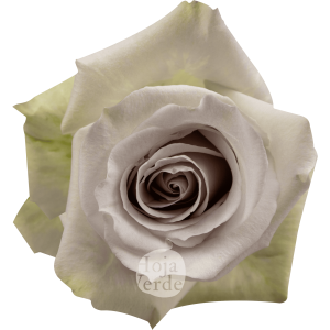 Andrea rose from Hoja Verde, soft lavender Ecuadorian rose with grey undertone