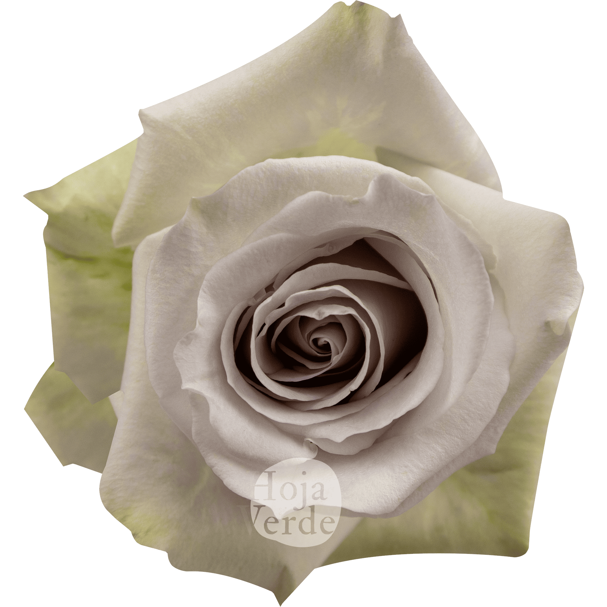 Andrea rose from Hoja Verde, soft lavender Ecuadorian rose with grey undertone