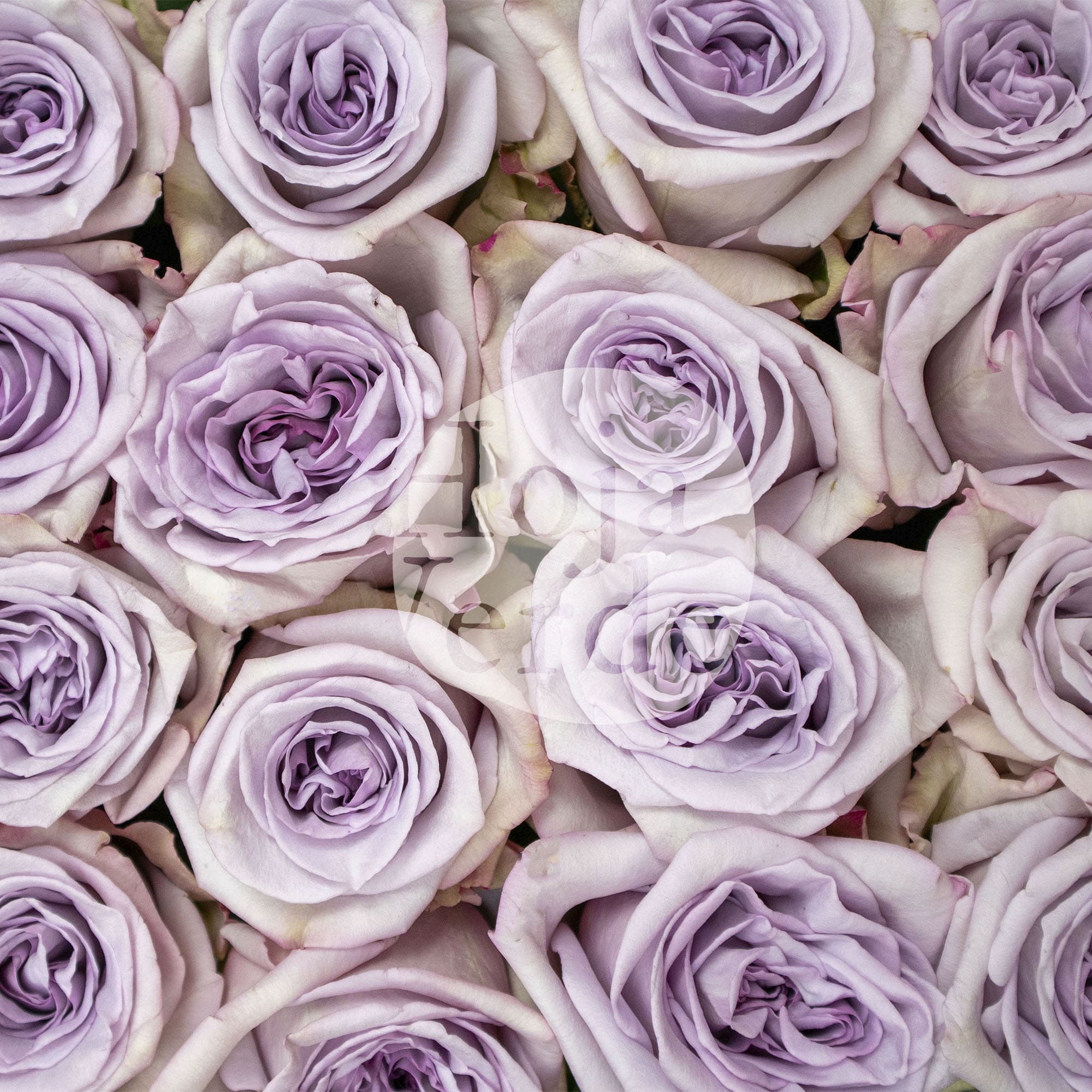 Arya by Hoja Verde – soft lavender Ecuadorian rose with a charming medium lavender center