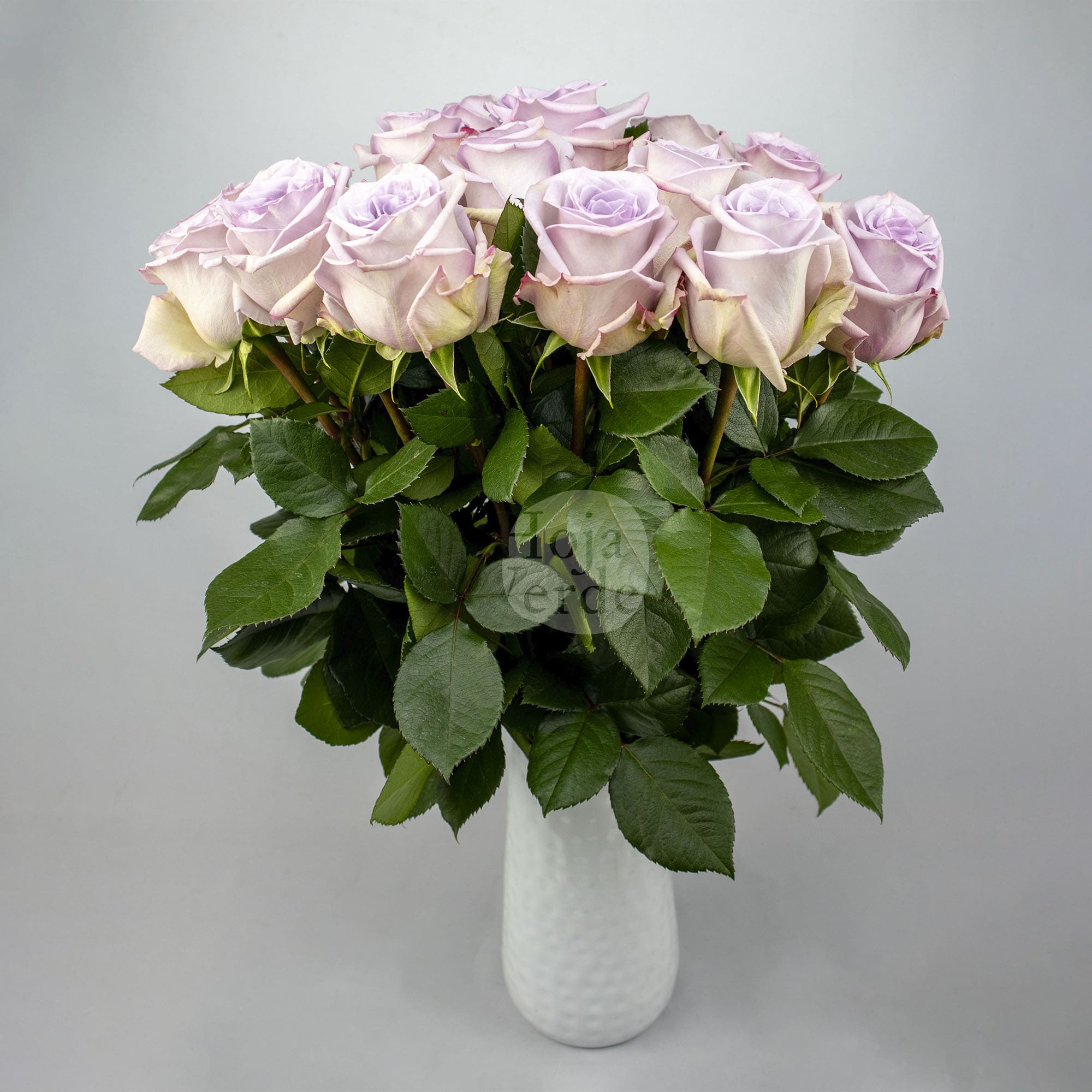 Arya by Hoja Verde – soft lavender Ecuadorian rose with a charming medium lavender center