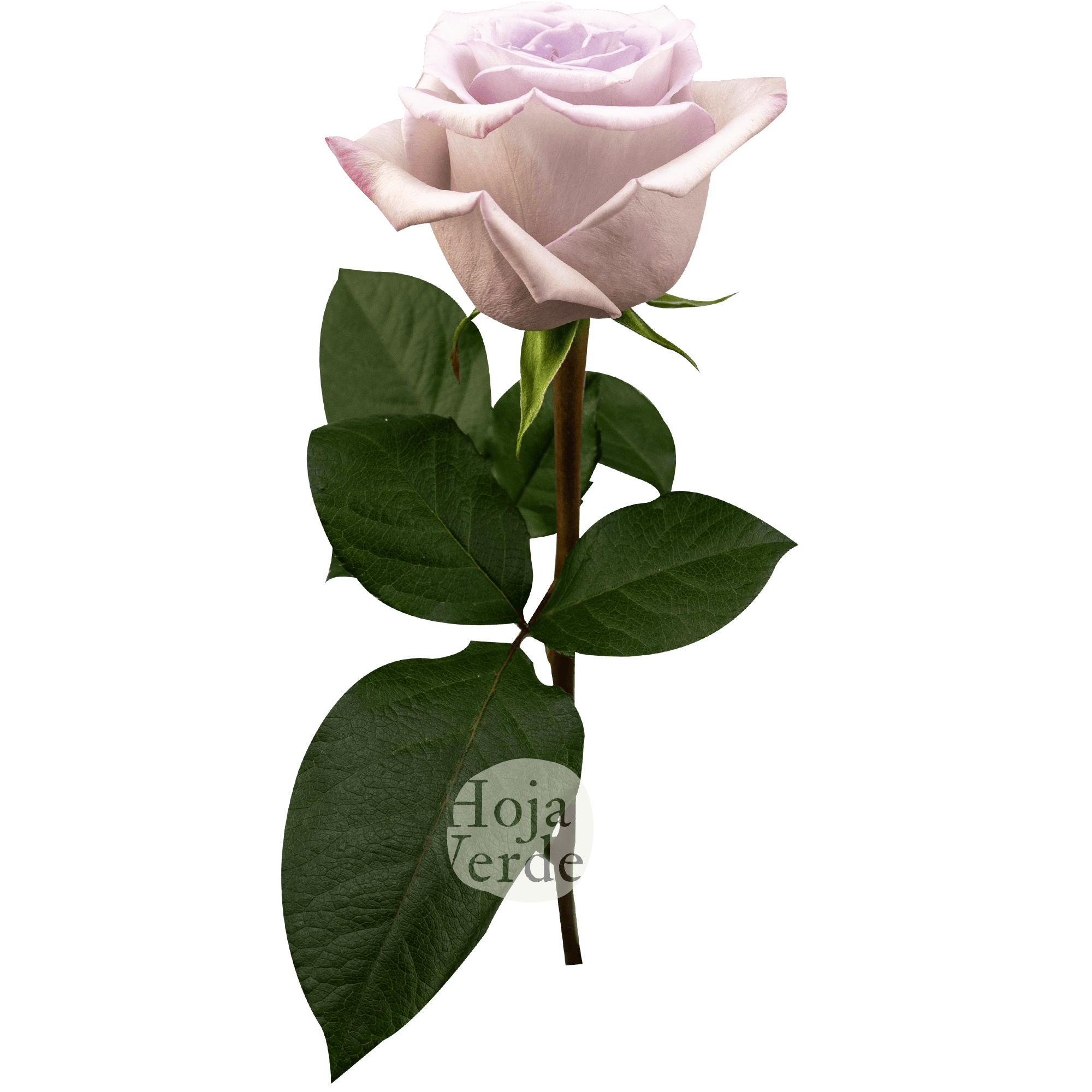 Arya by Hoja Verde – soft lavender Ecuadorian rose with a charming medium lavender center