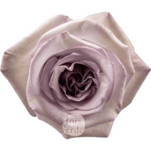 Arya by Hoja Verde – soft lavender Ecuadorian rose with a charming medium lavender center