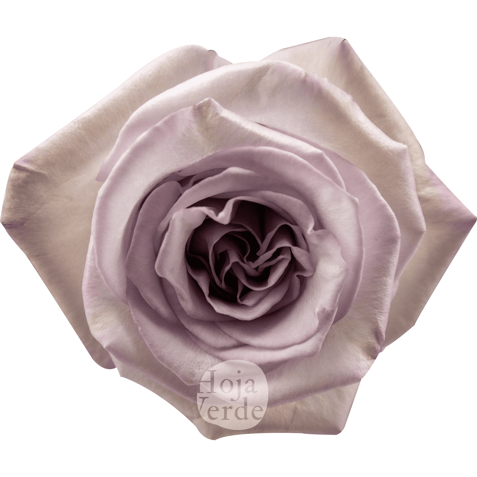Arya by Hoja Verde – soft lavender Ecuadorian rose with a charming medium lavender center