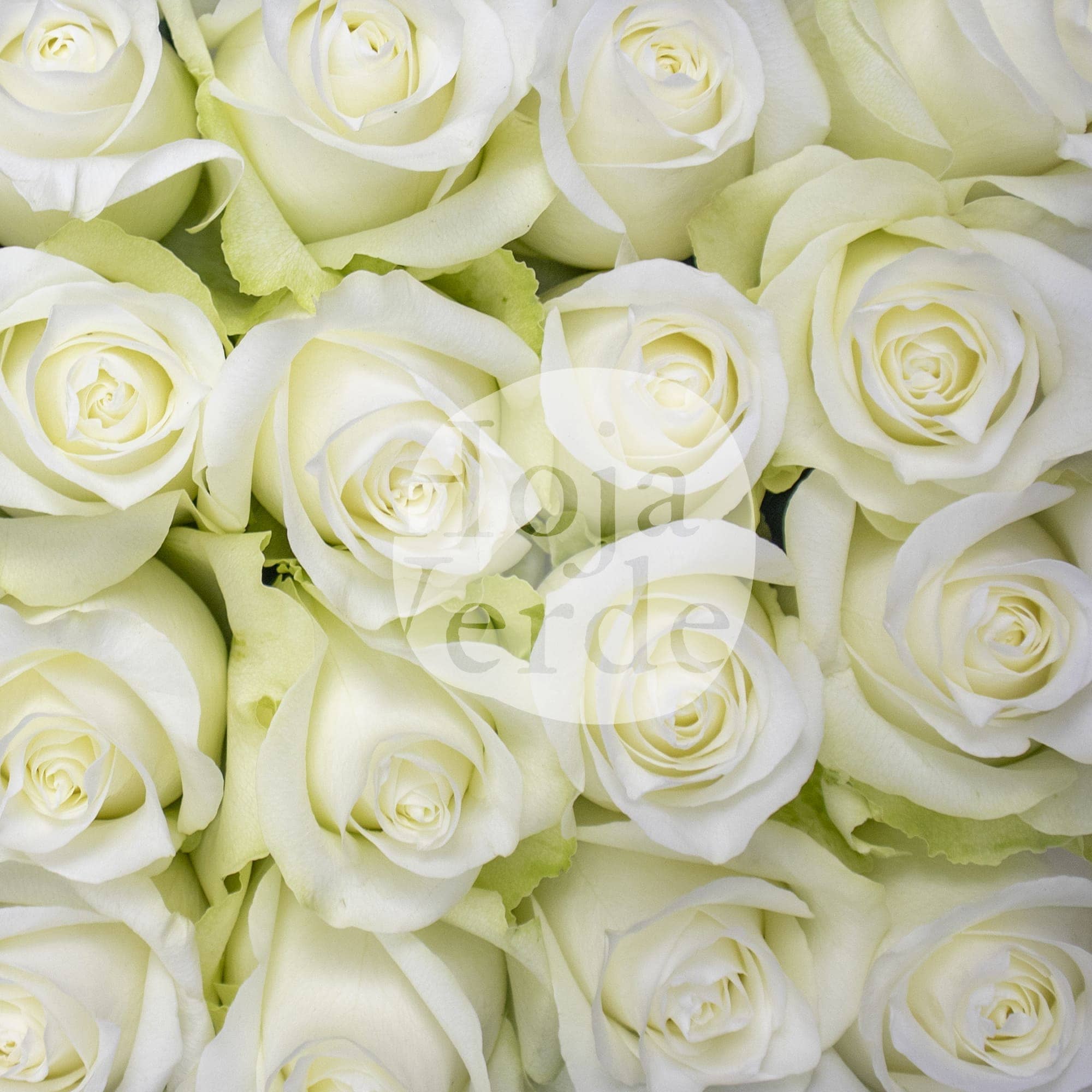 Ártica by Hoja Verde, a pure white rose with a subtle green undertone