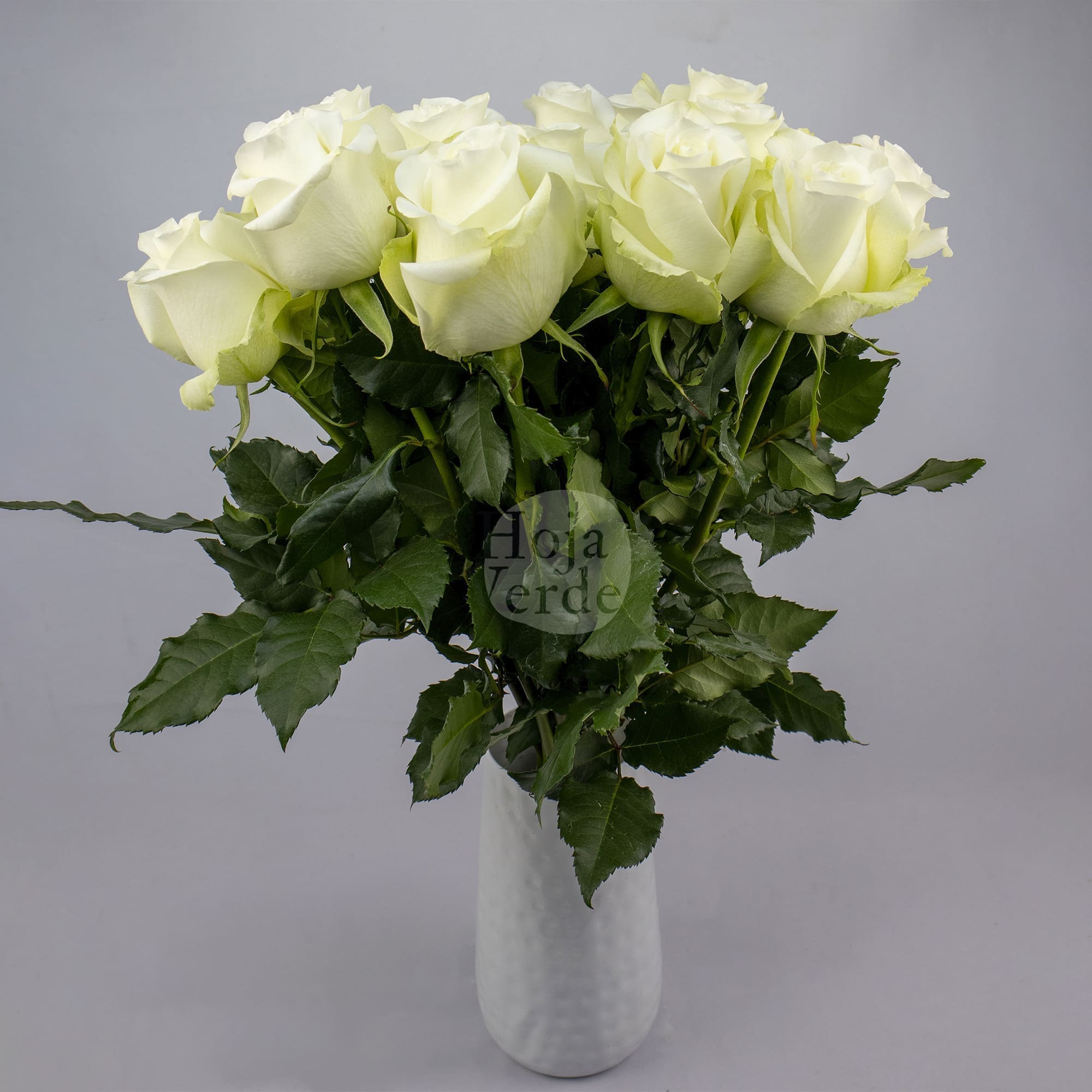 Ártica by Hoja Verde, a pure white rose with a subtle green undertone