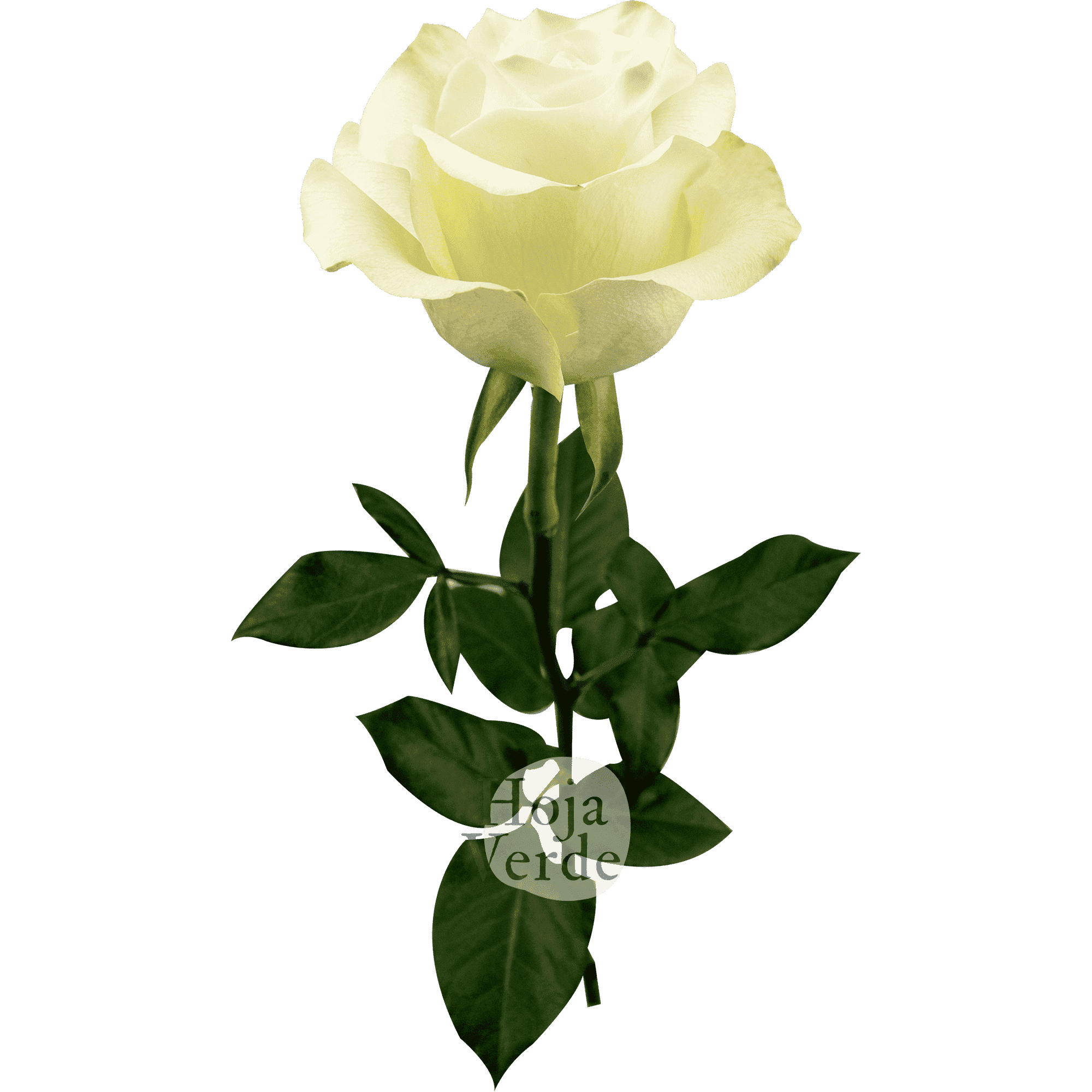 Ártica by Hoja Verde, a pure white rose with a subtle green undertone