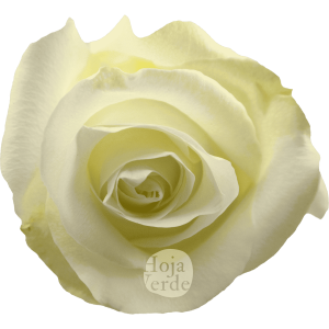 Ártica by Hoja Verde, a pure white rose with a subtle green undertone