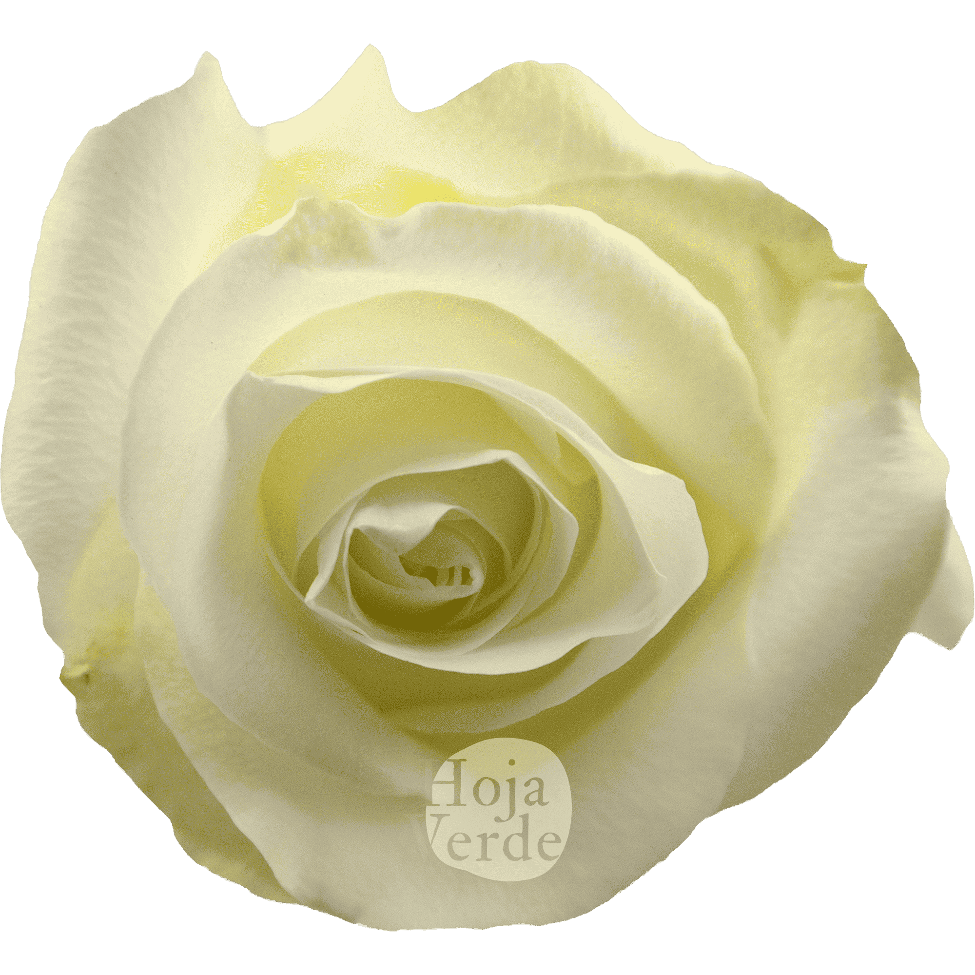 Ártica by Hoja Verde, a pure white rose with a subtle green undertone