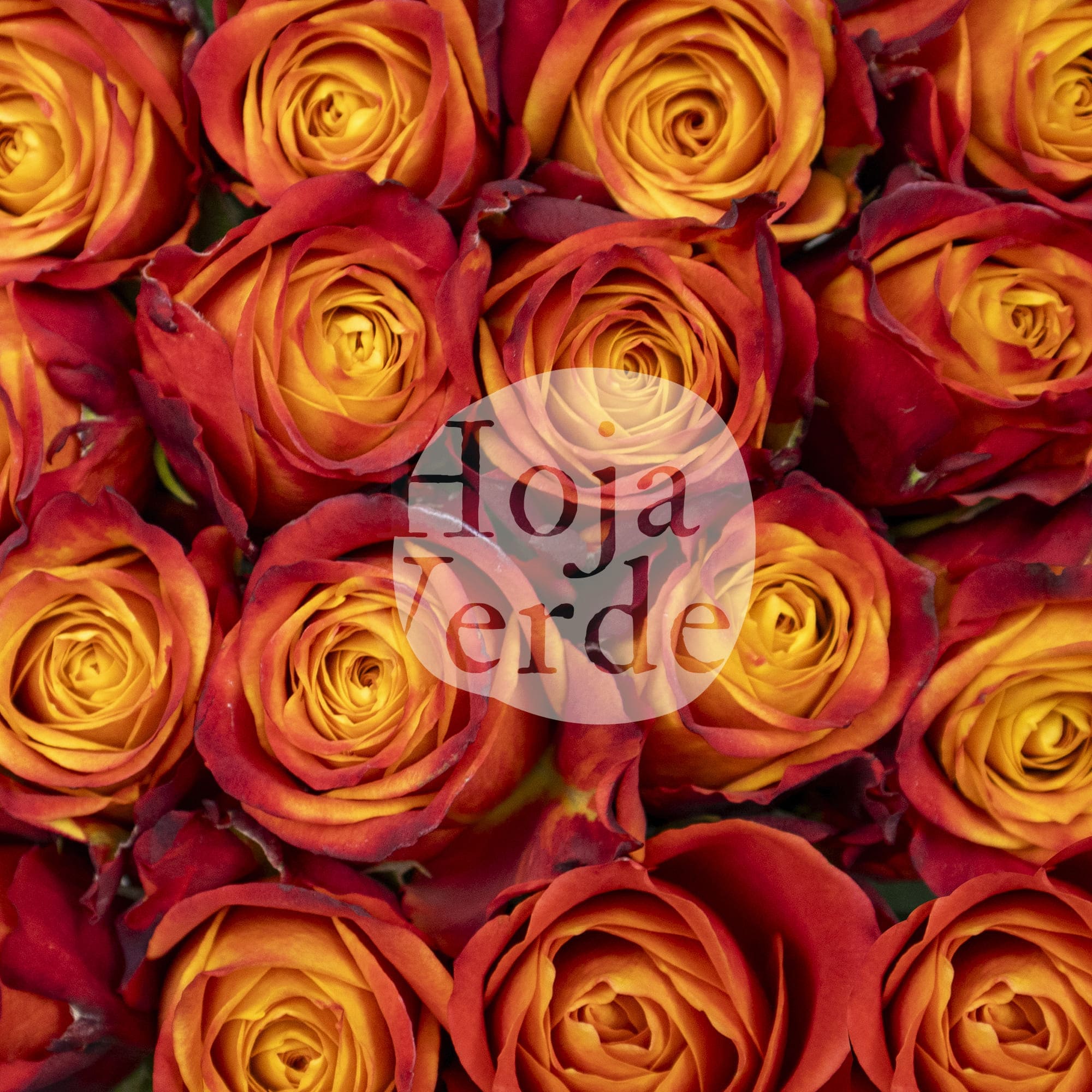 Atomic rose by Hoja Verde with vibrant orange petals and fiery red-yellow edges, resembling a live flame