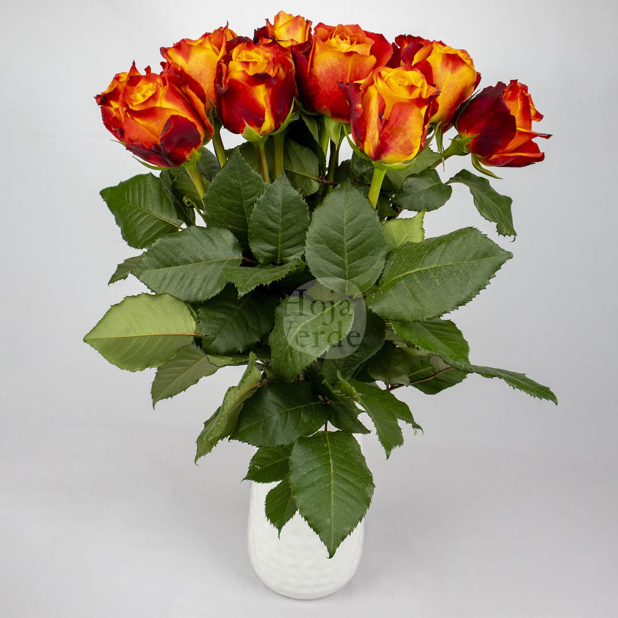 Atomic rose by Hoja Verde with vibrant orange petals and fiery red-yellow edges, resembling a live flame