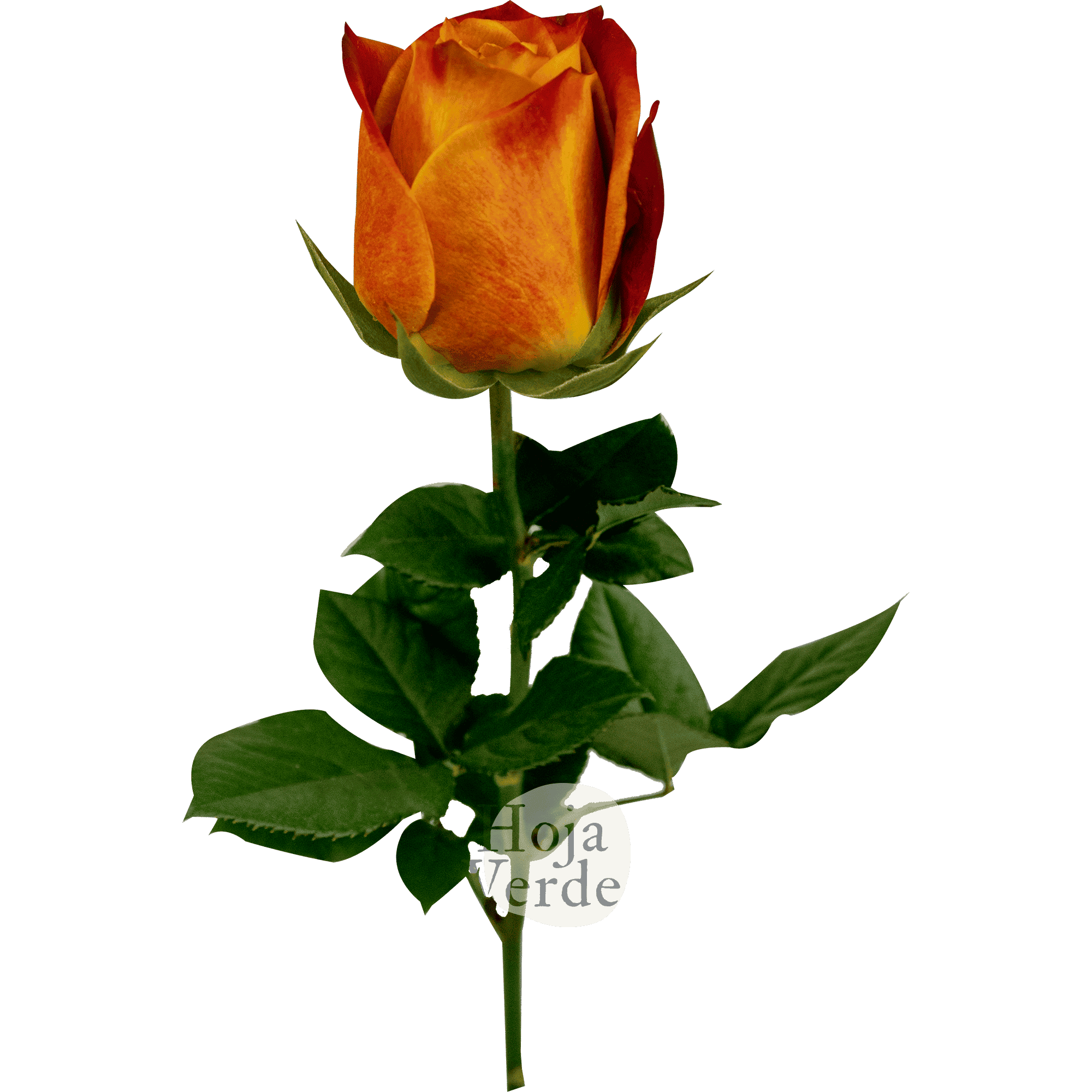 Atomic rose by Hoja Verde with vibrant orange petals and fiery red-yellow edges, resembling a live flame