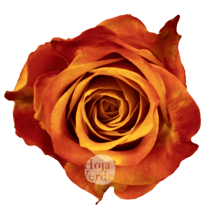 Atomic rose by Hoja Verde with vibrant orange petals and fiery red-yellow edges, resembling a live flame