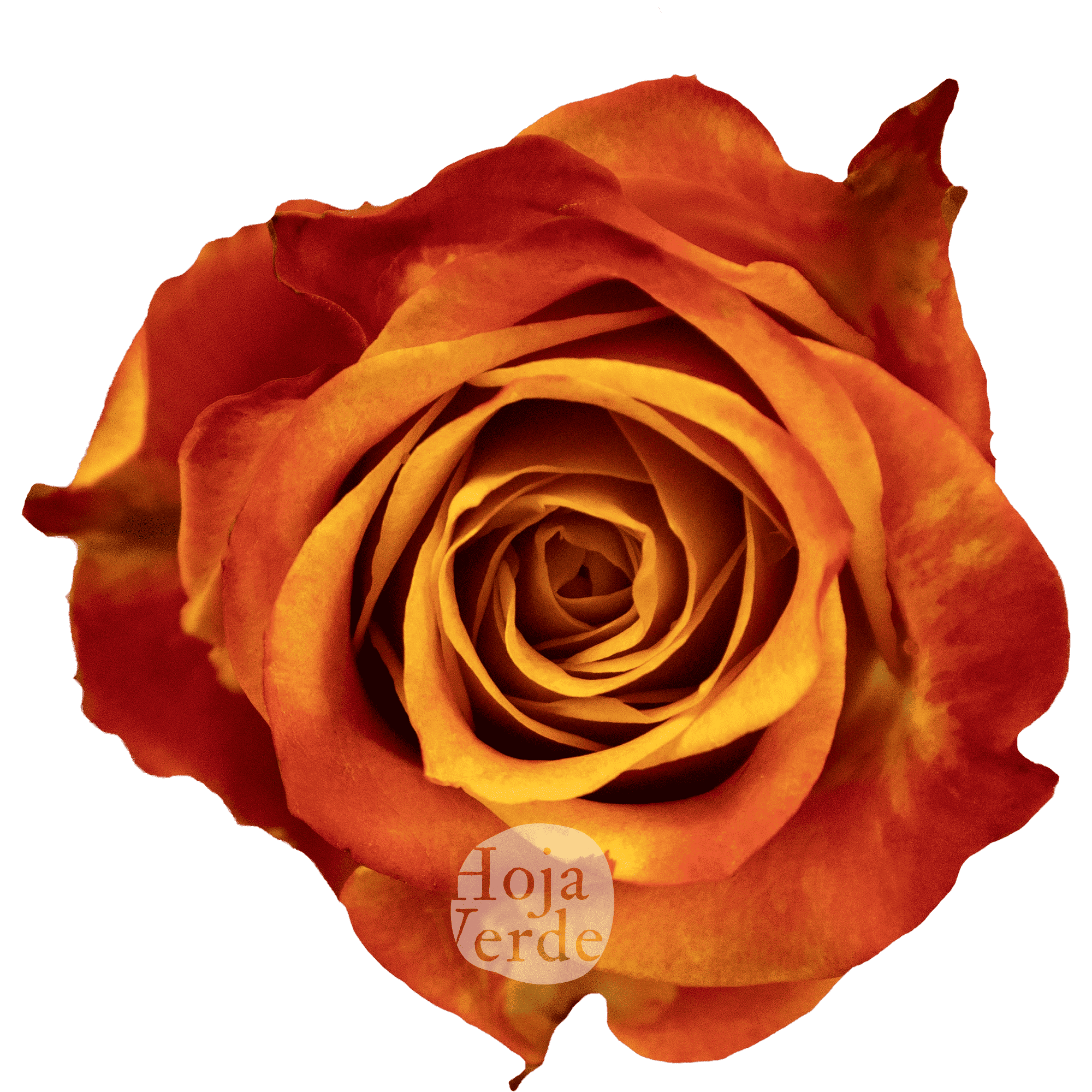 Atomic rose by Hoja Verde with vibrant orange petals and fiery red-yellow edges, resembling a live flame