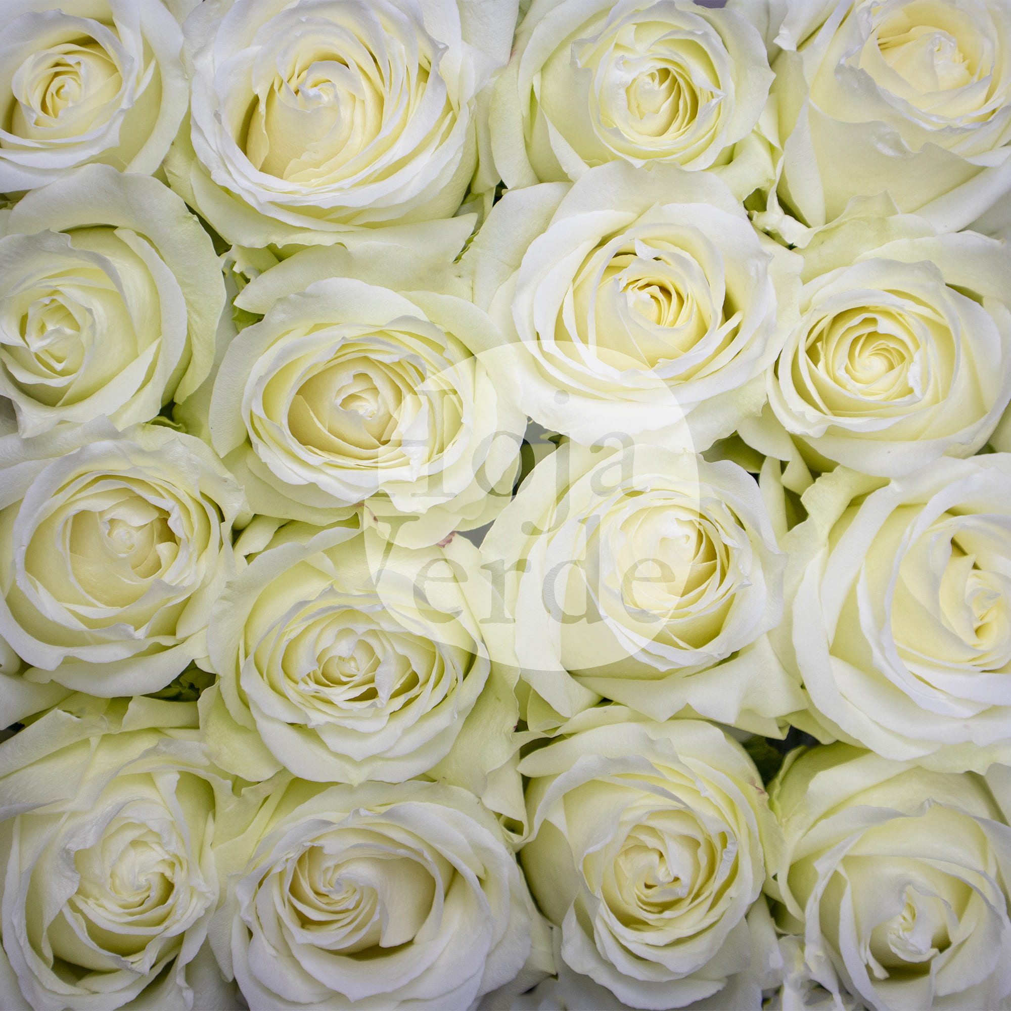 Avalanche by Hoja Verde, premium Ecuadorian white rose with creamy center tones