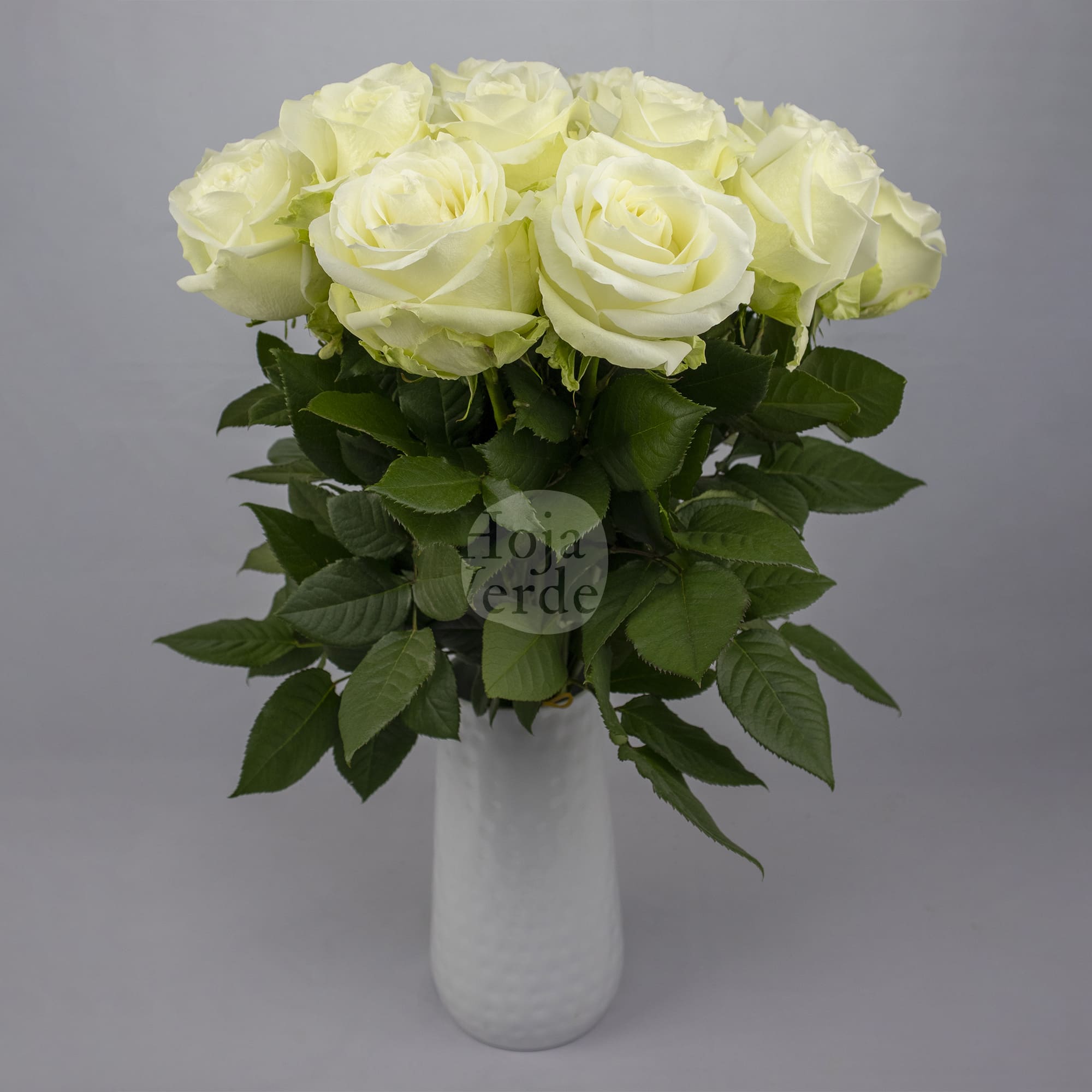 Avalanche by Hoja Verde, premium Ecuadorian white rose with creamy center tones