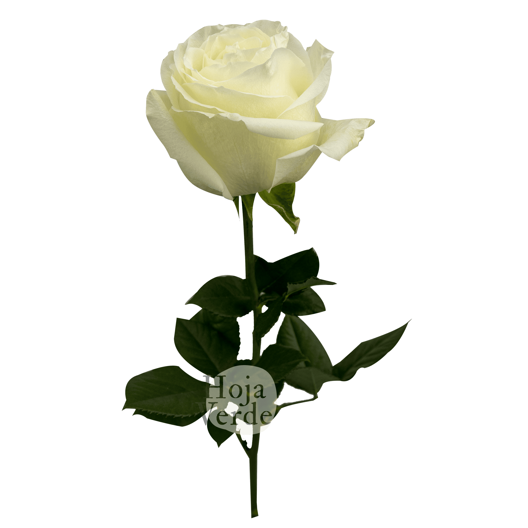 Avalanche by Hoja Verde, premium Ecuadorian white rose with creamy center tones