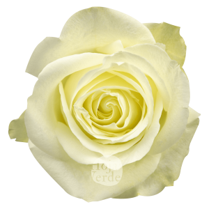 Avalanche by Hoja Verde, premium Ecuadorian white rose with creamy center tones