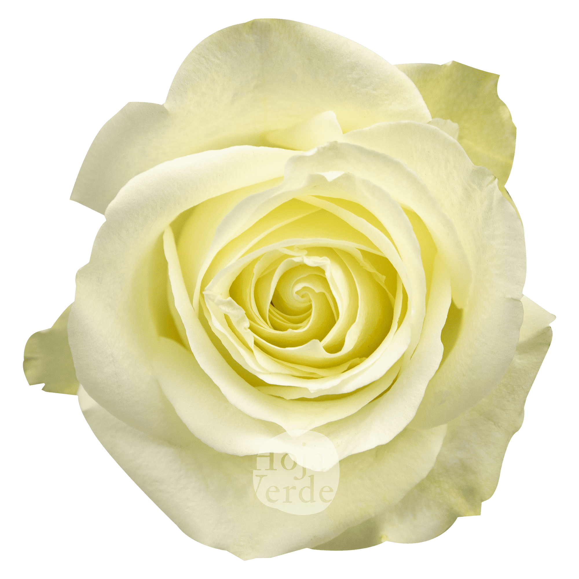 Avalanche by Hoja Verde, premium Ecuadorian white rose with creamy center tones