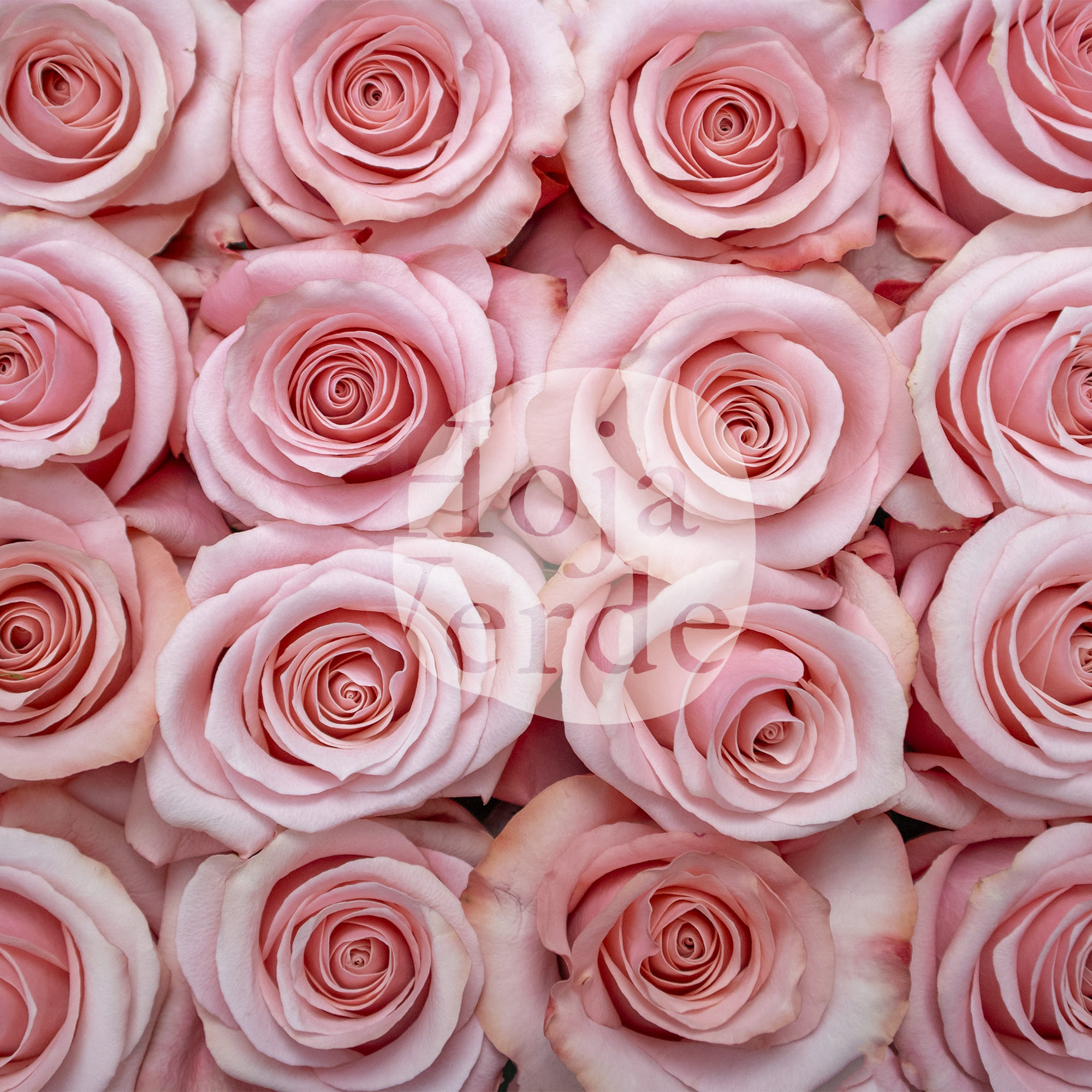 Be Sweet by Hoja Verde, medium pink ecuadorian rose with velvety petals and classic spiral shape