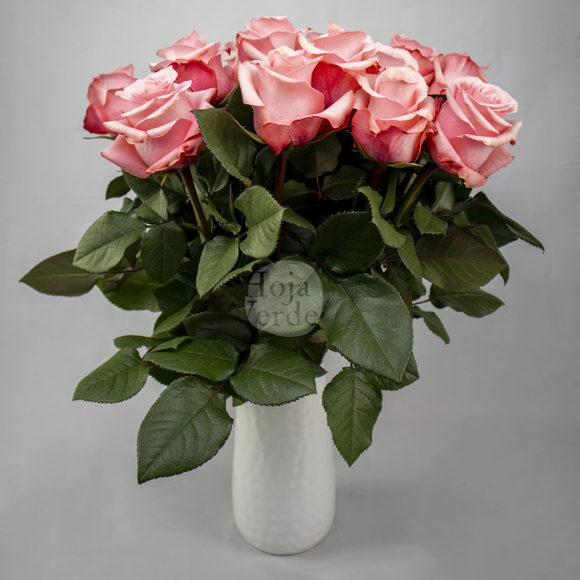 Be Sweet by Hoja Verde, medium pink ecuadorian rose with velvety petals and classic spiral shape