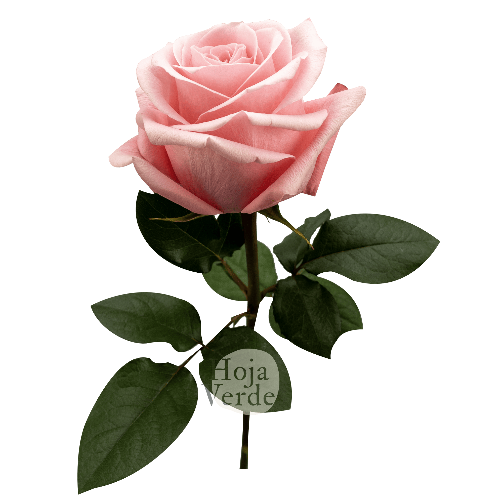 Be Sweet by Hoja Verde, medium pink ecuadorian rose with velvety petals and classic spiral shape