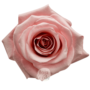 Be Sweet by Hoja Verde, medium pink ecuadorian rose with velvety petals and classic spiral shape