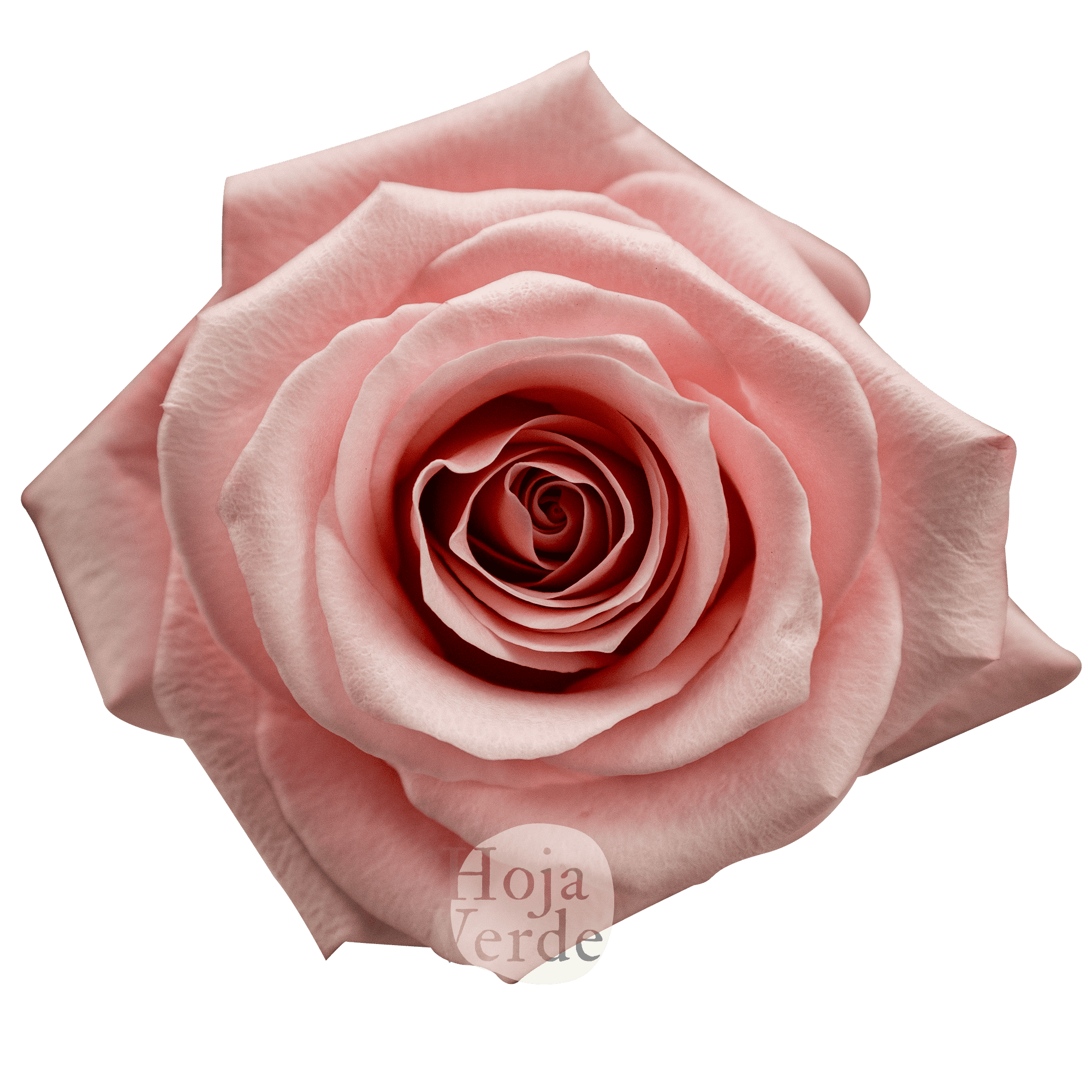 Be Sweet by Hoja Verde, medium pink ecuadorian rose with velvety petals and classic spiral shape