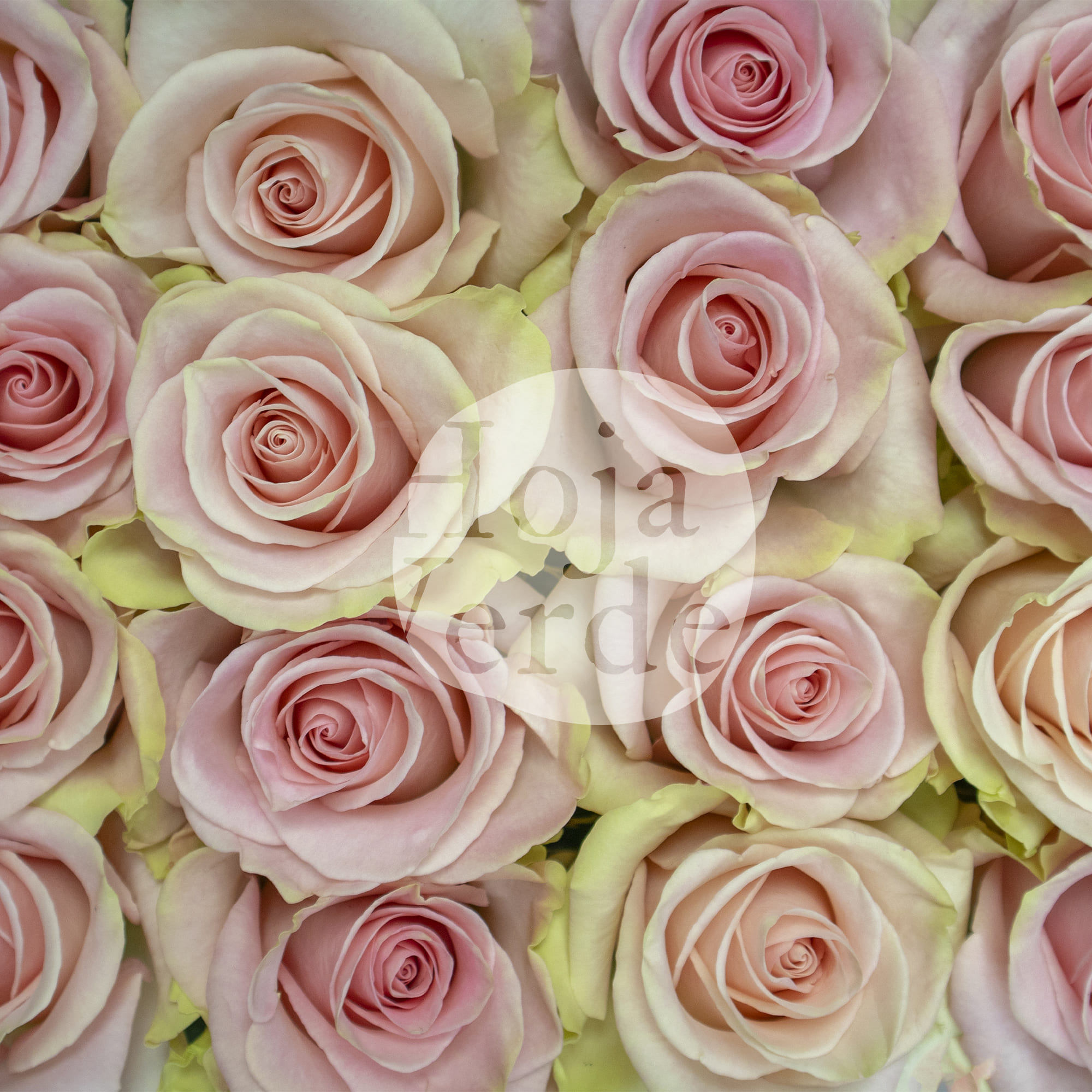 Blessing light pink rose with mint green edges by Hoja Verde Roses Ecuador