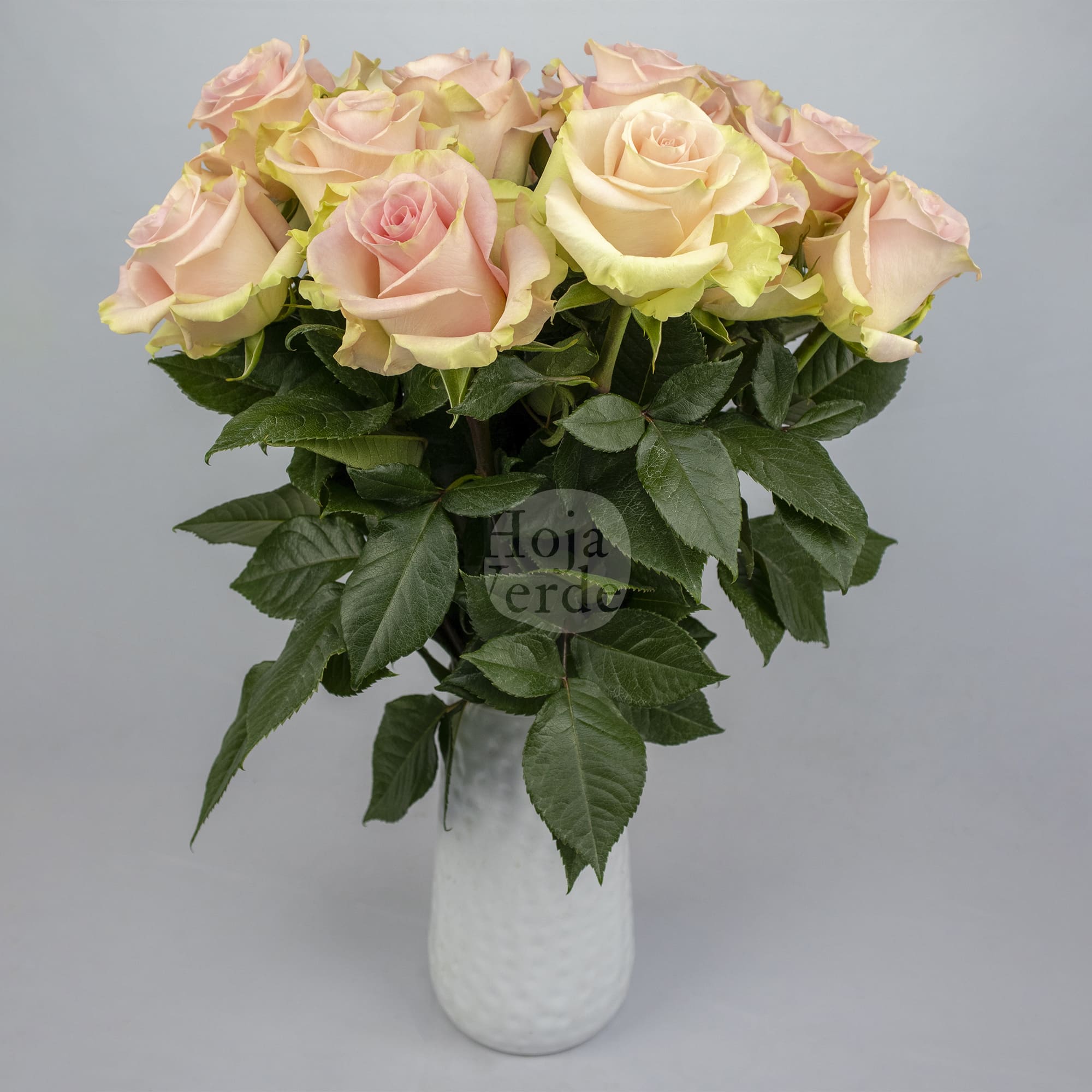 Blessing light pink rose with mint green edges by Hoja Verde Roses Ecuador