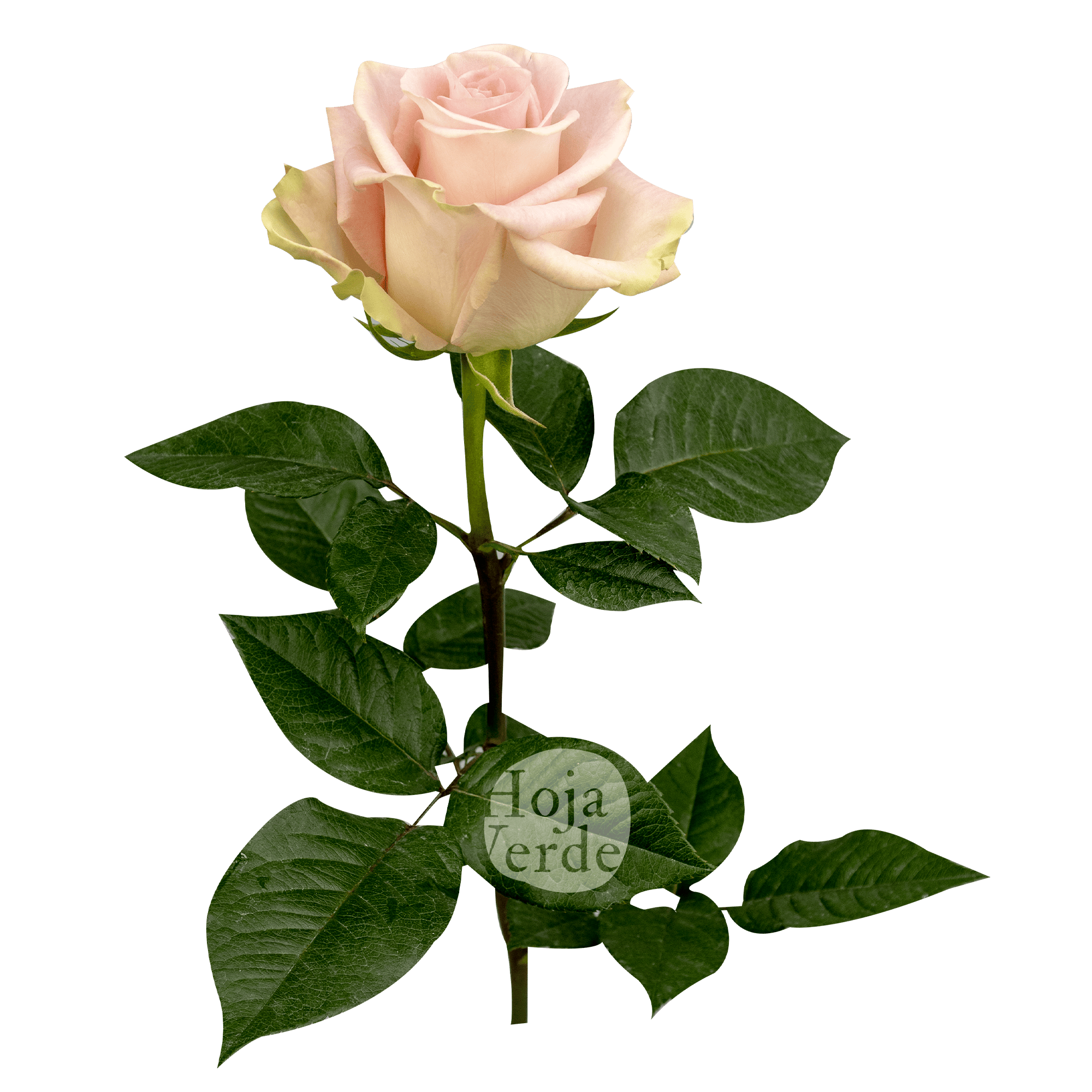 Blessing light pink rose with mint green edges by Hoja Verde Roses Ecuador
