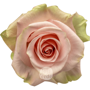 Blessing light pink rose with mint green edges by Hoja Verde Roses Ecuador