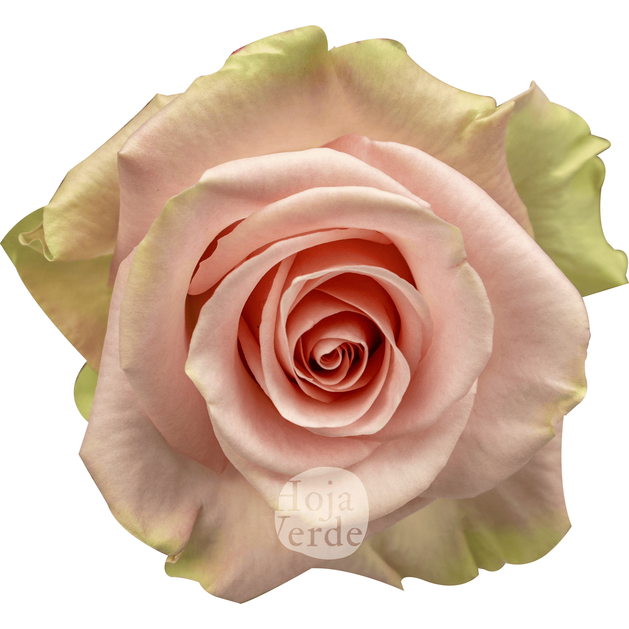 Blessing light pink rose with mint green edges by Hoja Verde Roses Ecuador